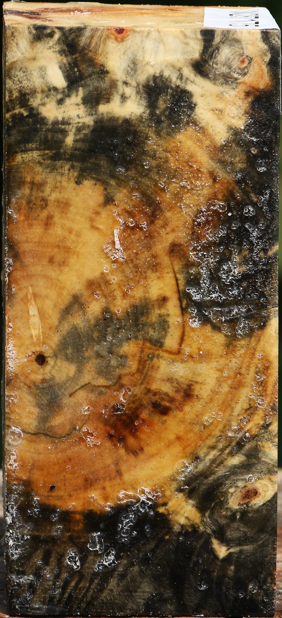 Buckeye Burl Turning Square