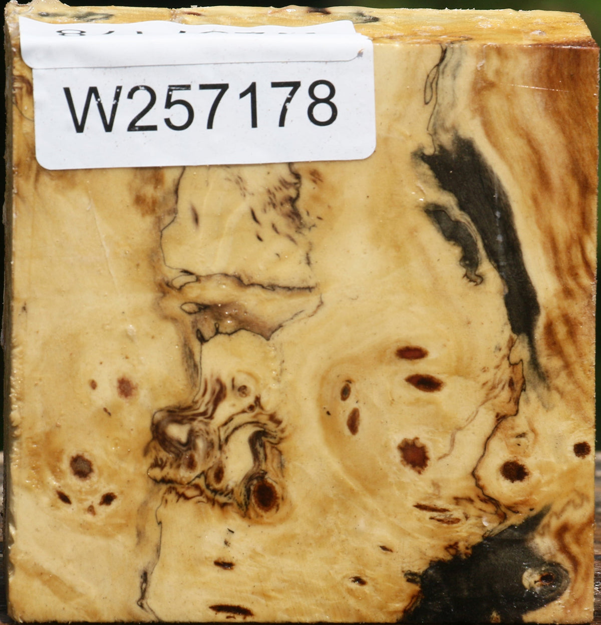 Buckeye Burl Bowl Blank