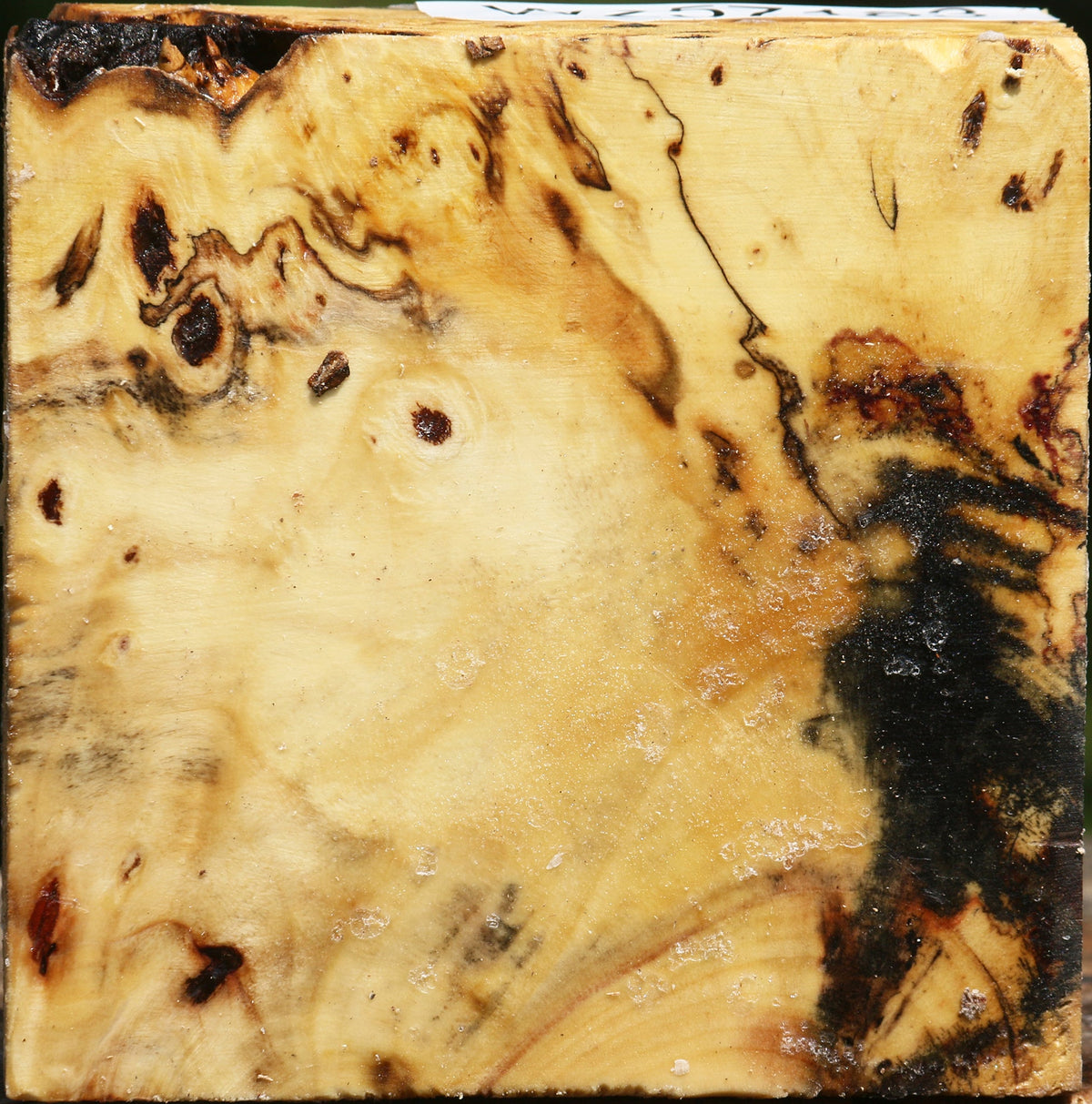 Buckeye Burl Bowl Blank