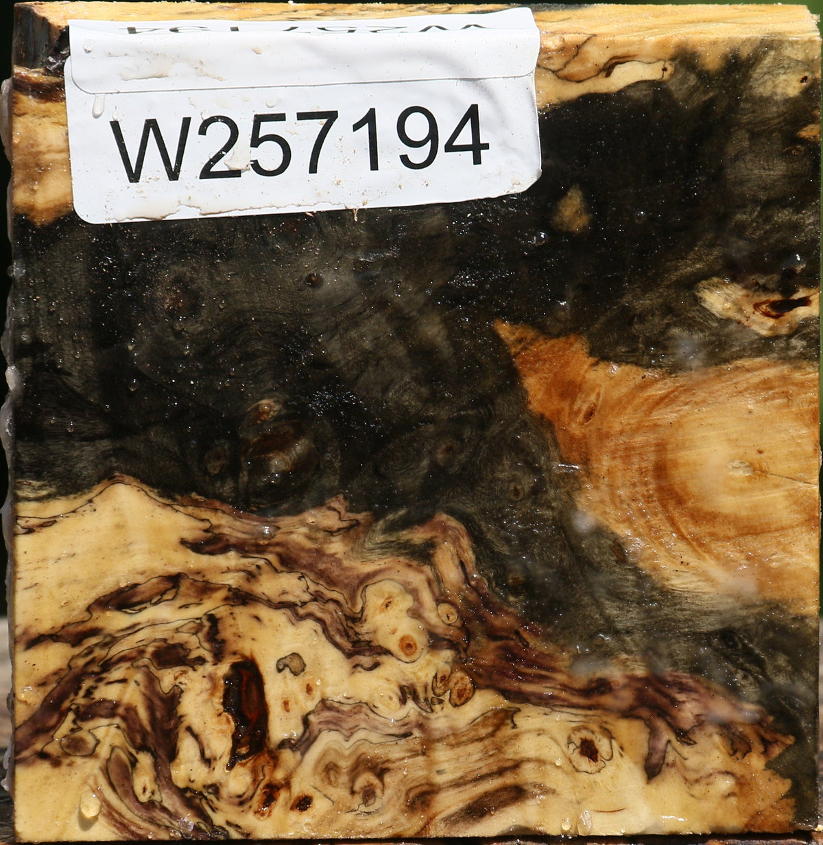 Buckeye Burl Bowl Blank