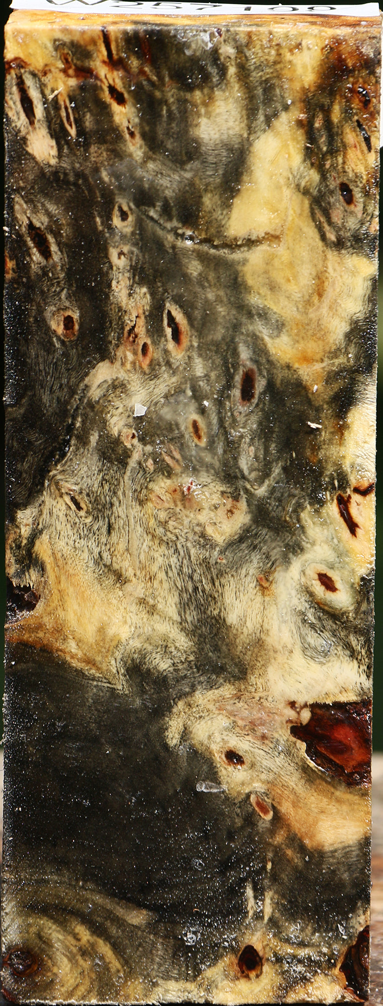 Buckeye Burl Turning Blank