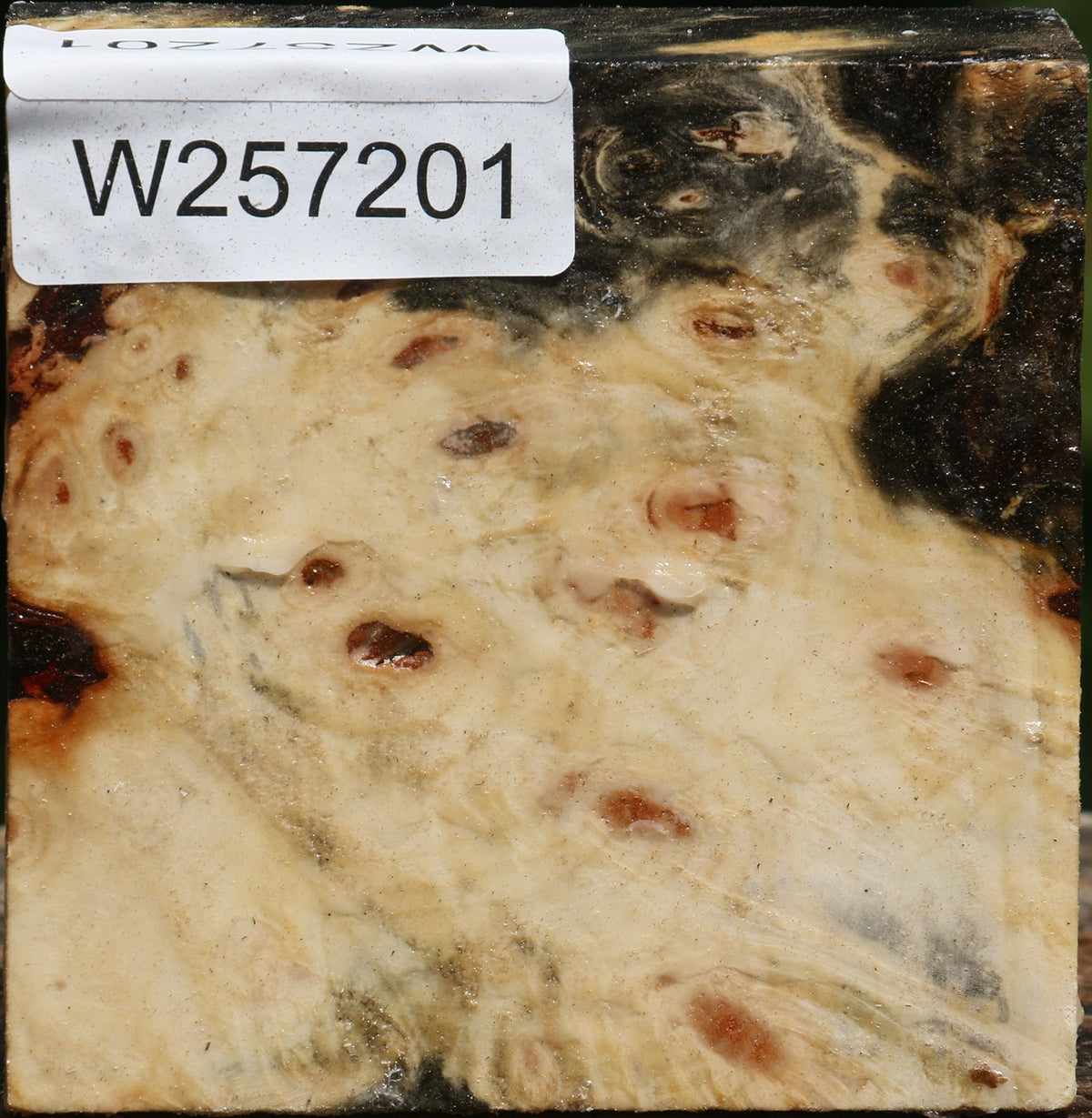 Buckeye Burl Bowl Blank