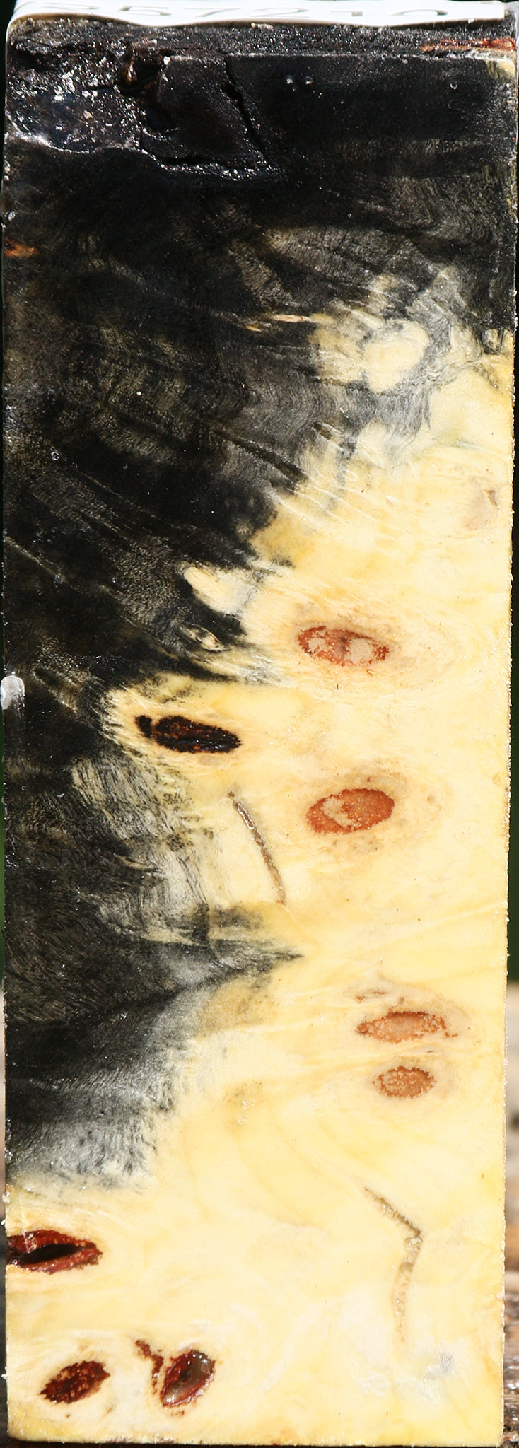 Buckeye Burl Turning Square