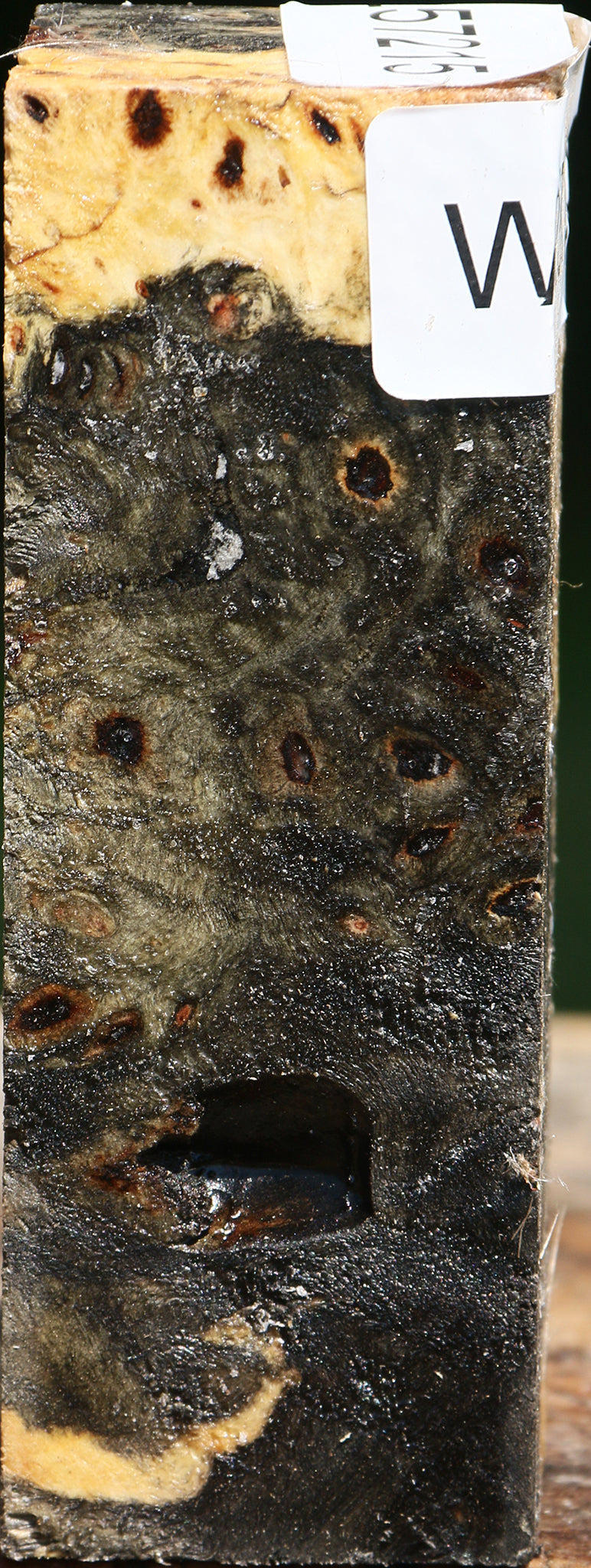 Buckeye Burl Turning Square