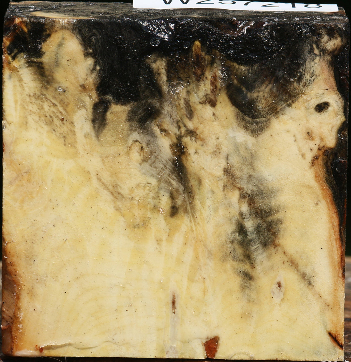 Buckeye Burl Bowl Blank