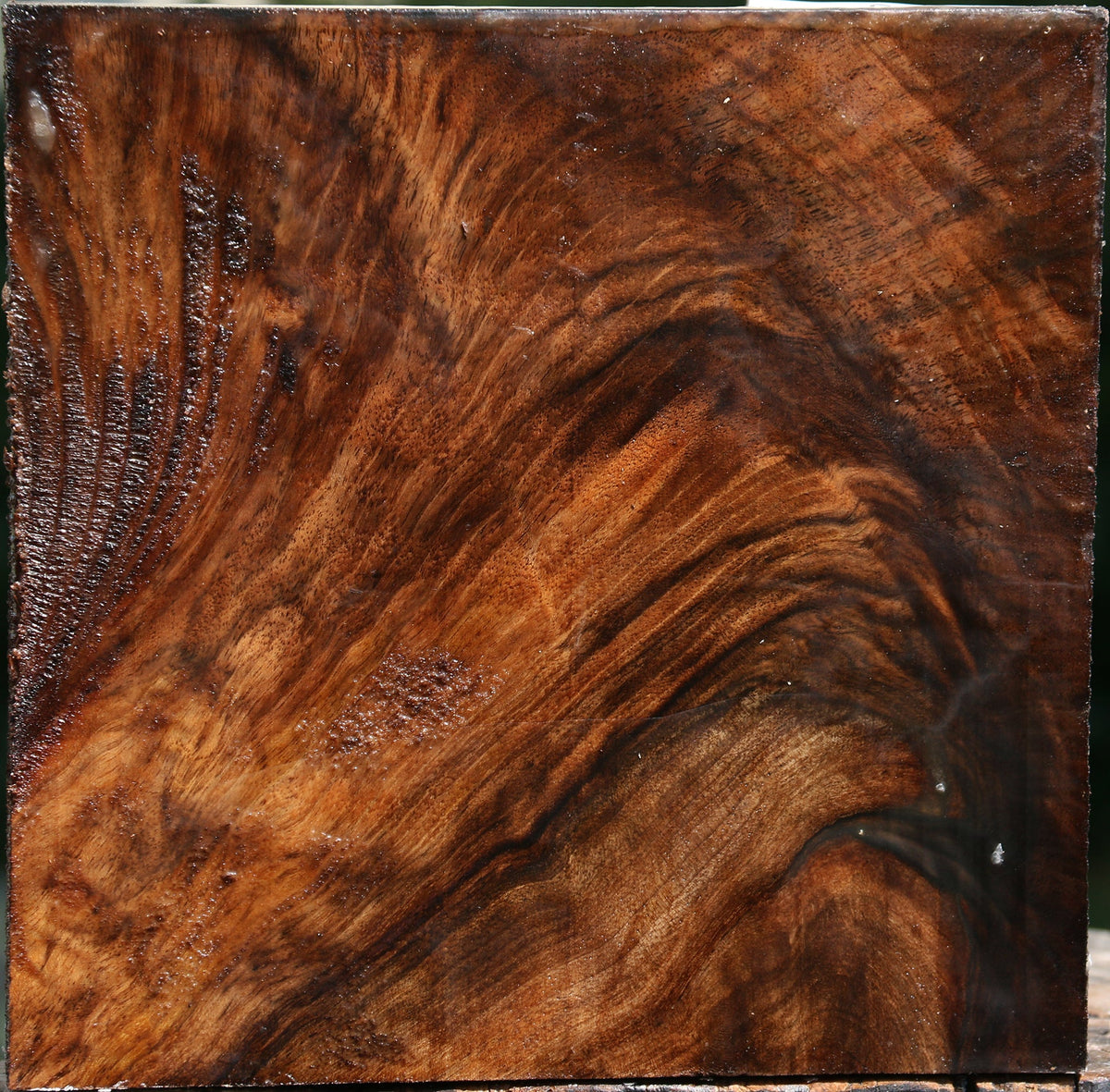 Extra Fancy Grafted English/Claro Walnut Bowl Blank