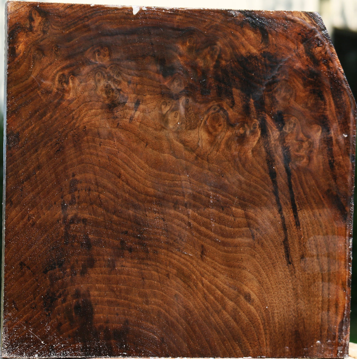 Extra Fancy Claro Walnut Platter Blank