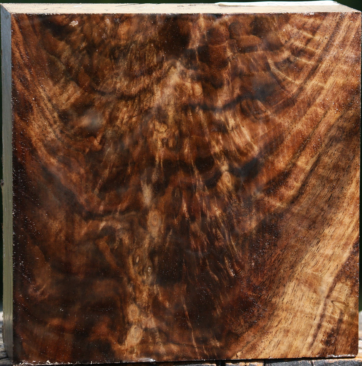 Exhibition Crotchwood Claro Walnut Bowl Blank