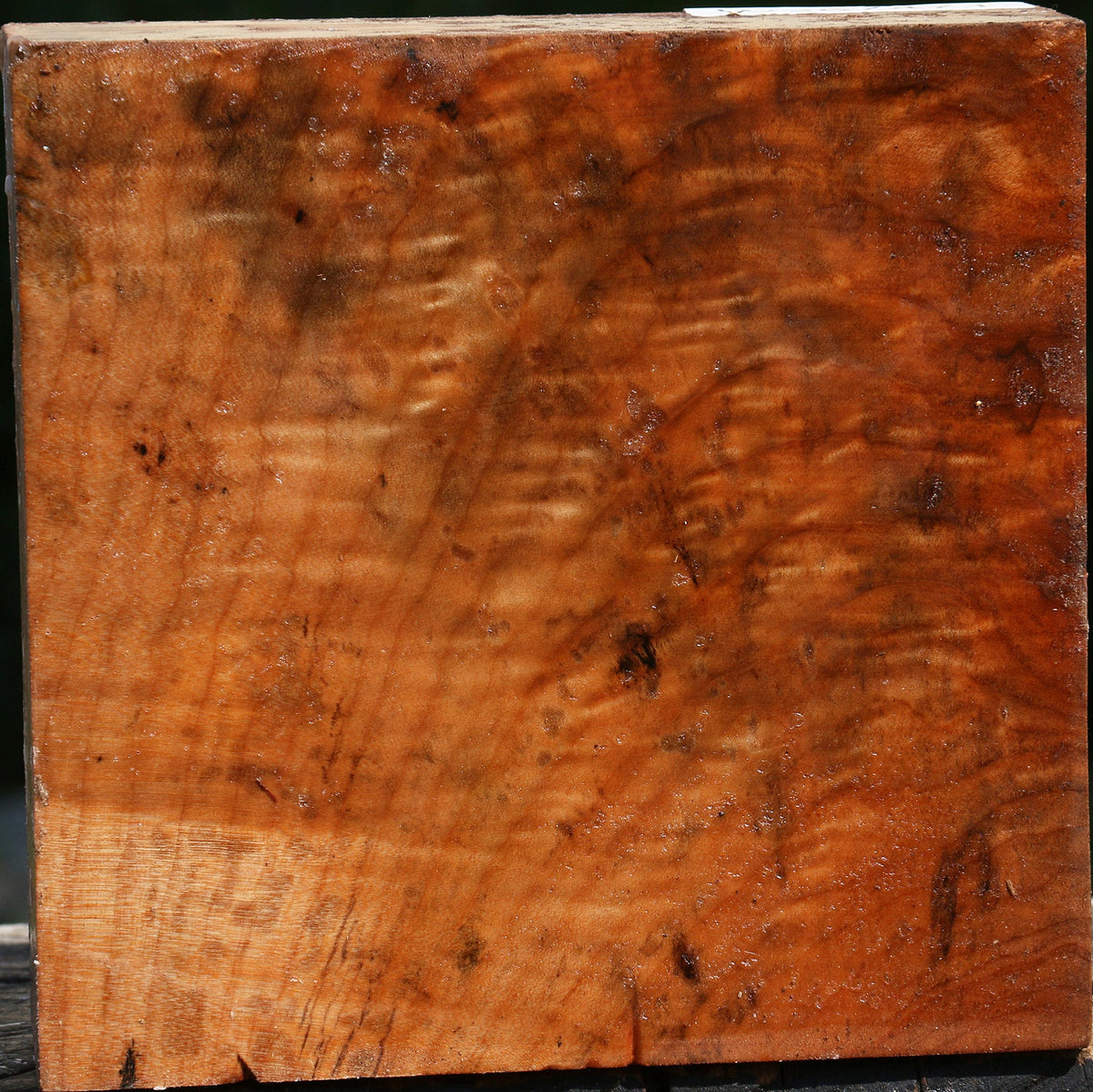 Crotchwood Maple Bowl Blank