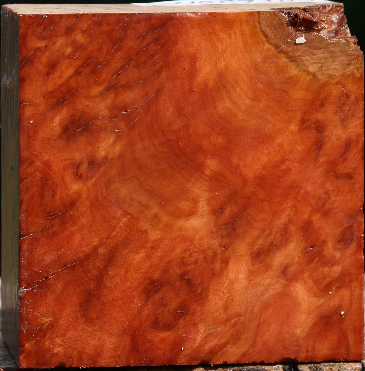 Red Coolibah Burl Bowl Blank