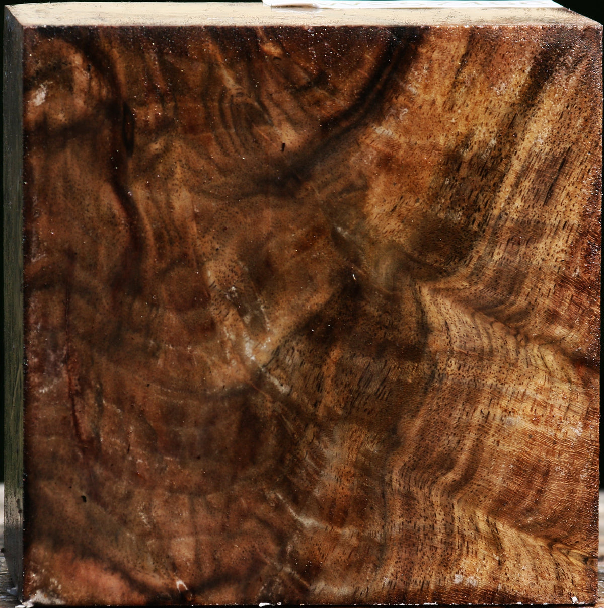 Extra Fancy Claro Walnut Bowl Blank