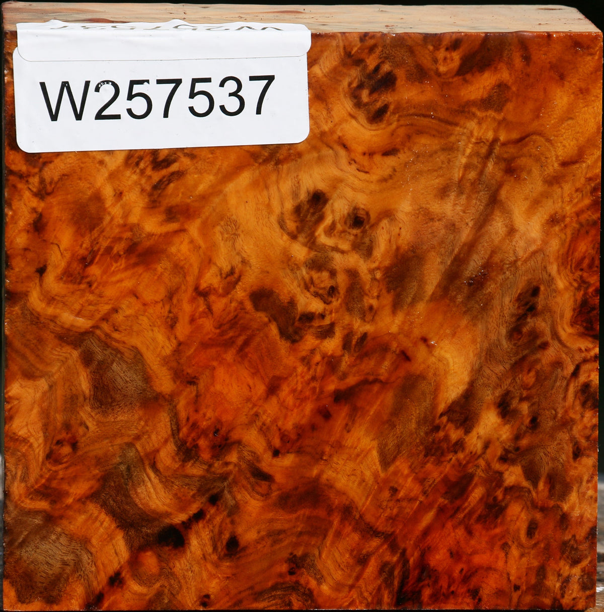 Pernambuco Burl Bowl Blank