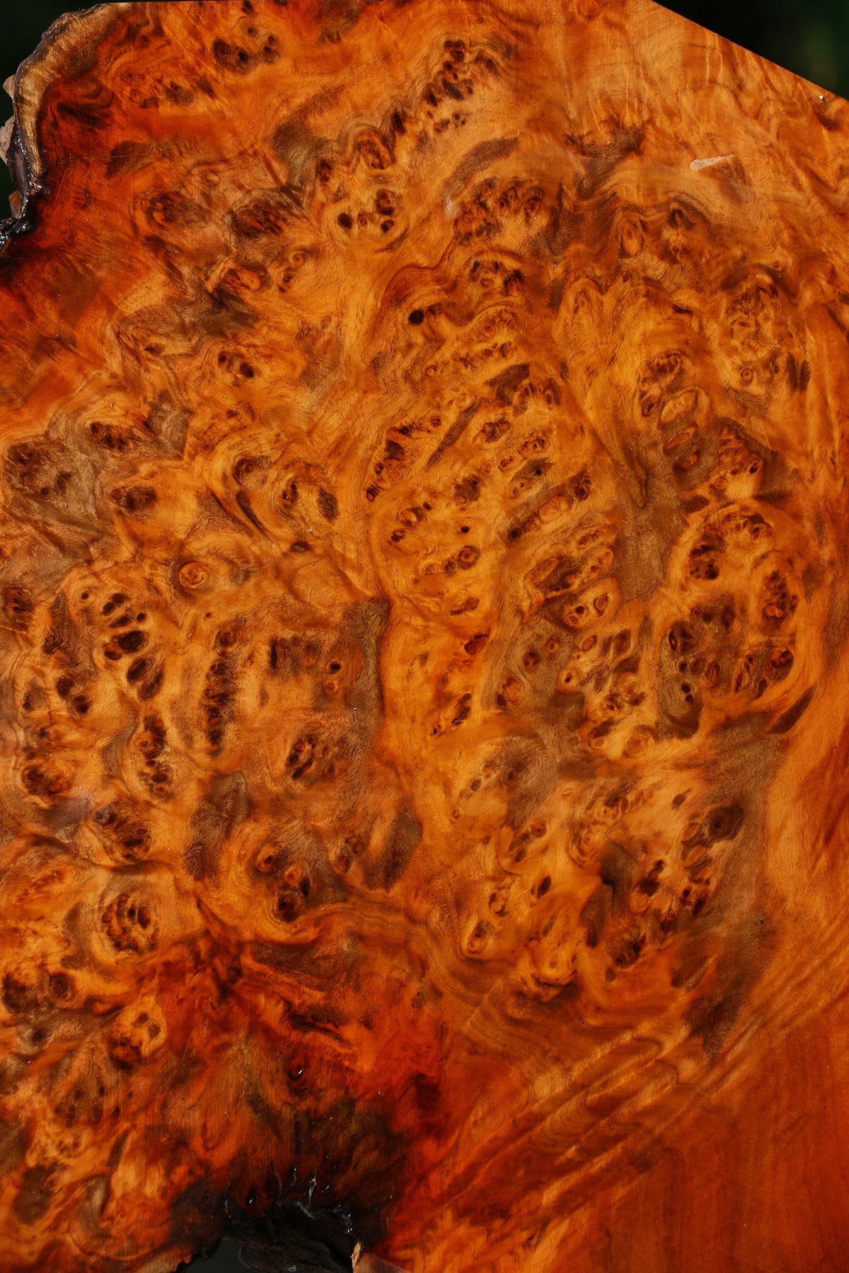 Pernambuco Burl Live Edge Bowl Blank