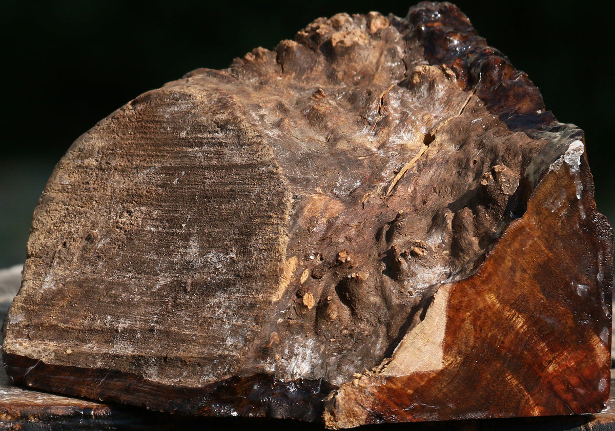 Chechen Burl Live Edge Turning Blank