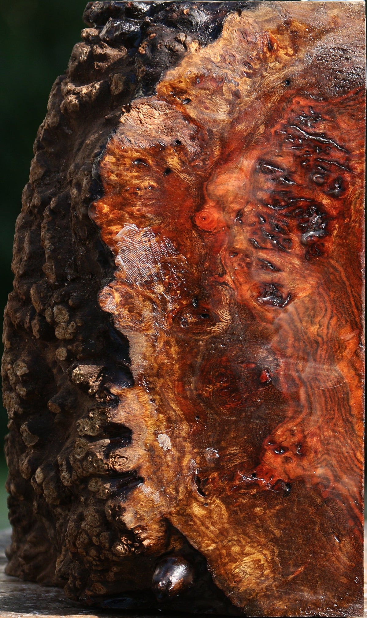 Chechen Burl Live Edge Bowl Blank