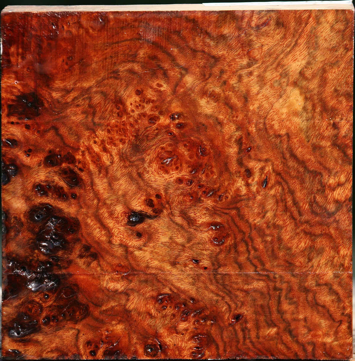 Chechen Burl Bowl Blank
