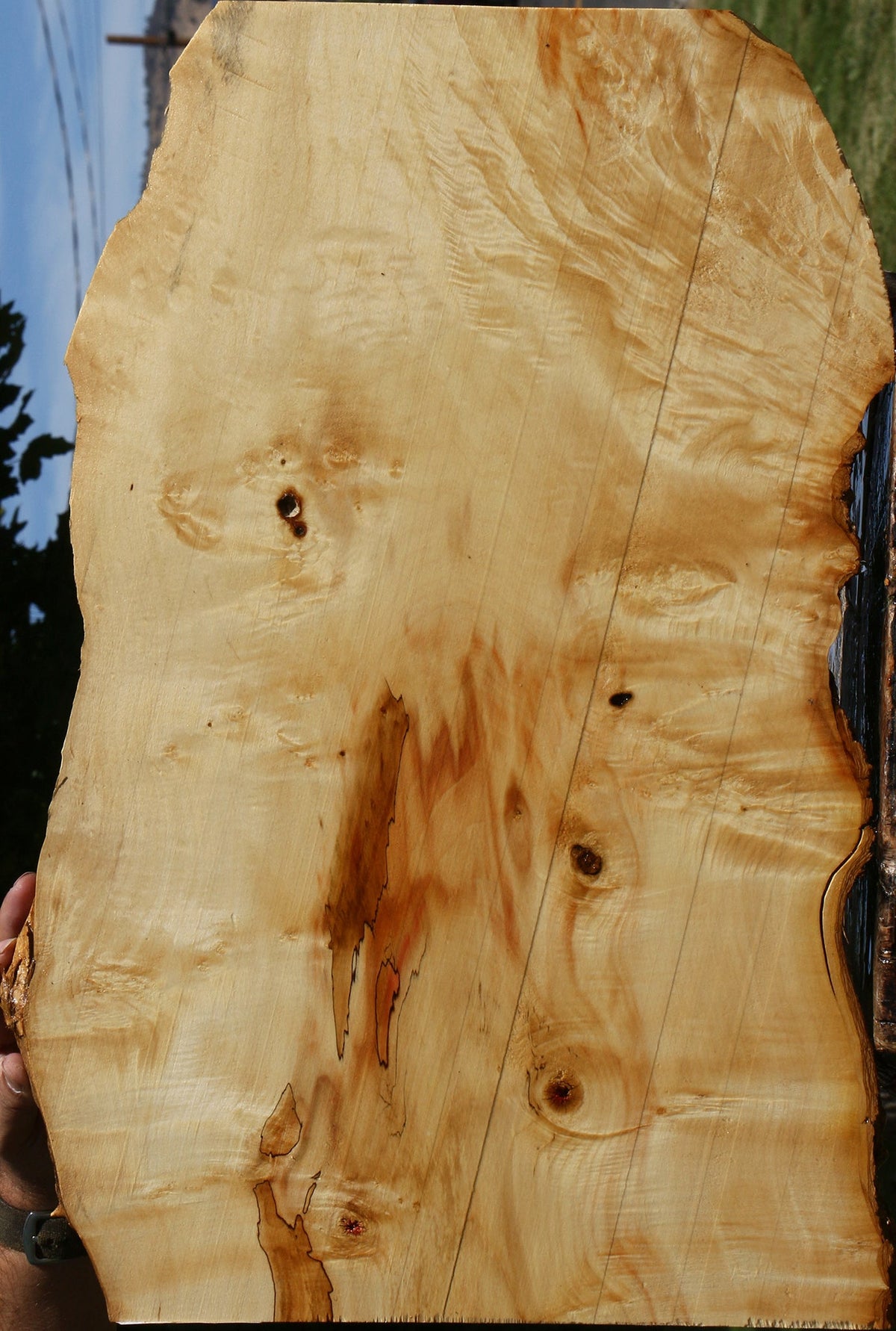 Extra Fancy Box Elder Live Edge Lumber