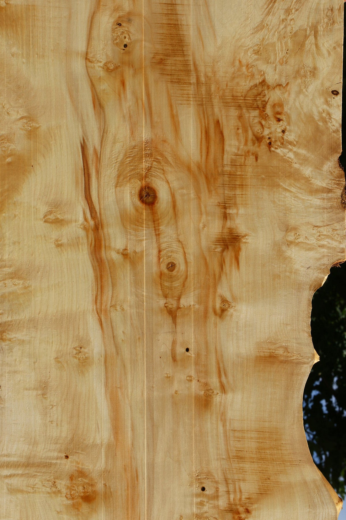 Extra Fancy Box Elder Live Edge Lumber
