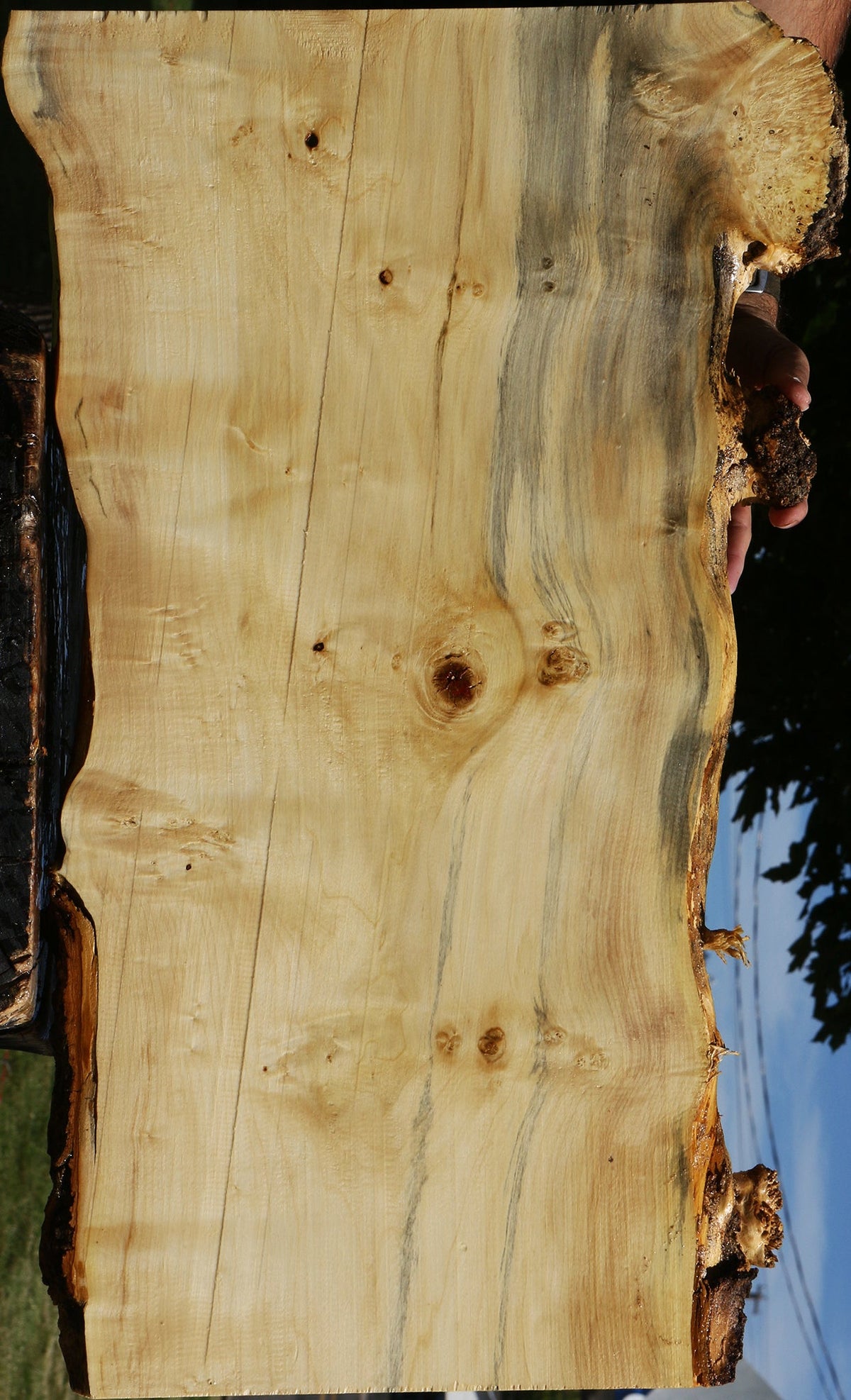 Box Elder Live Edge Lumber