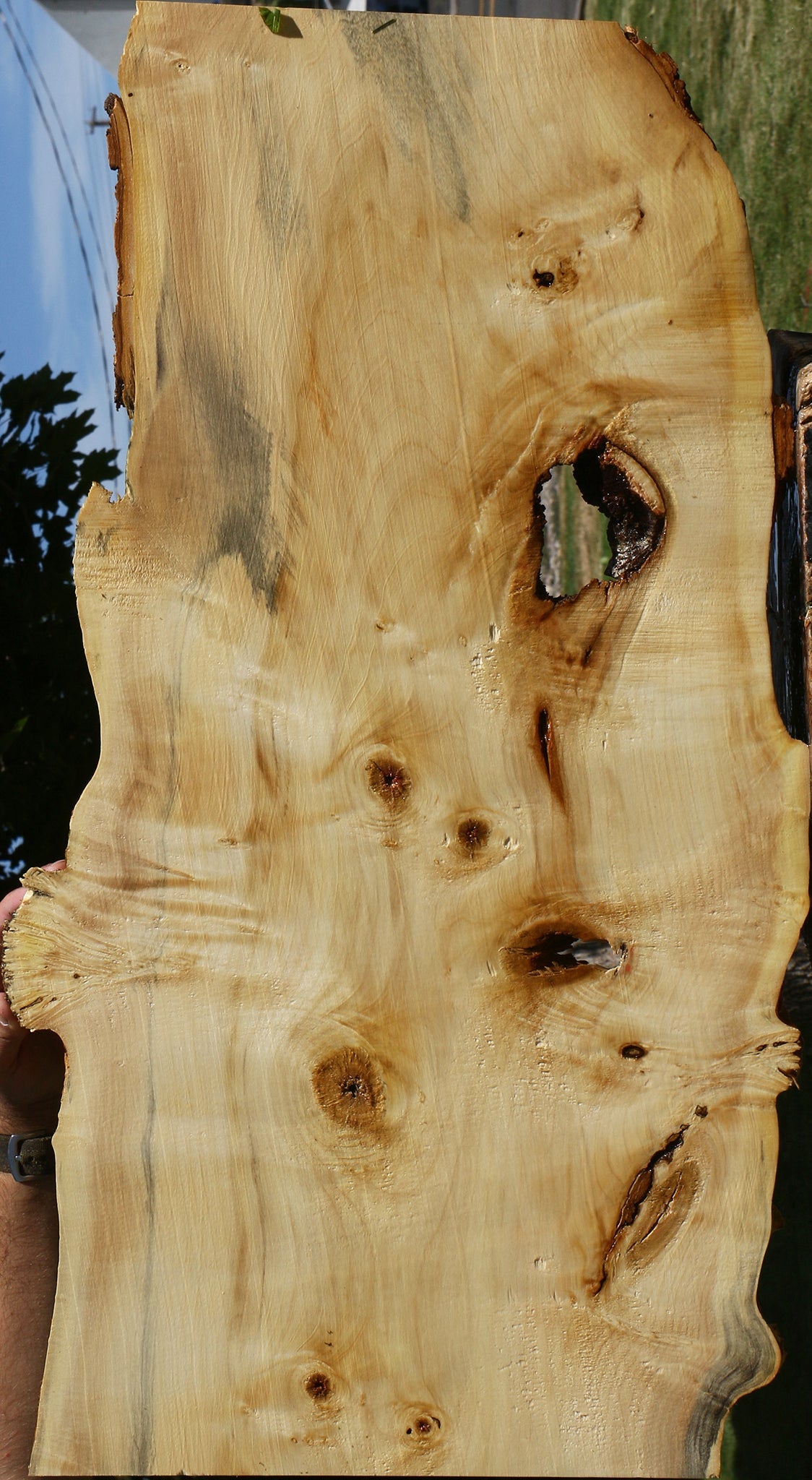 Rustic Box Elder Live Edge Lumber