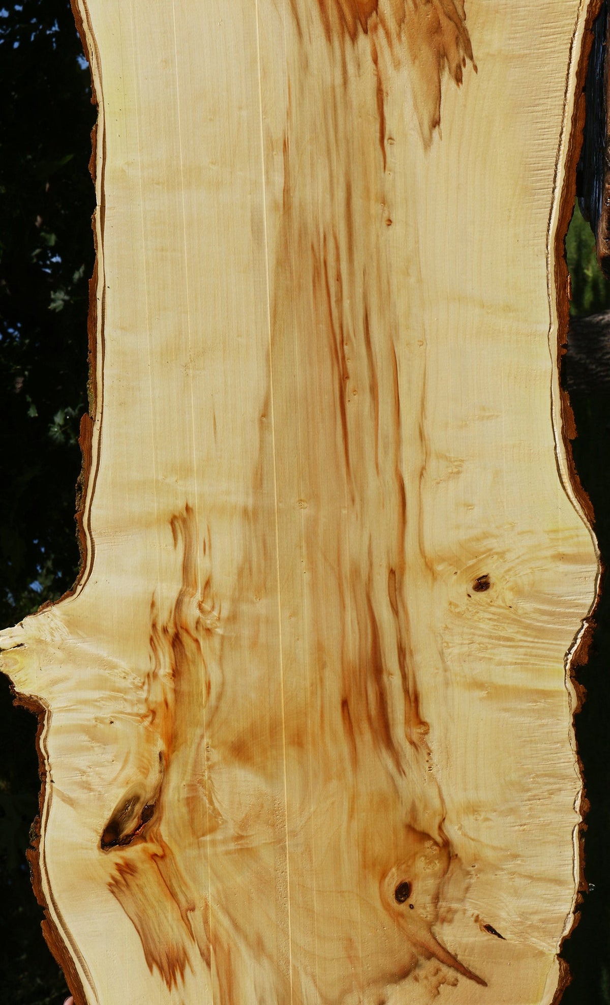 Extra Fancy Box Elder Live Edge Lumber (Free Shipping Excluded)