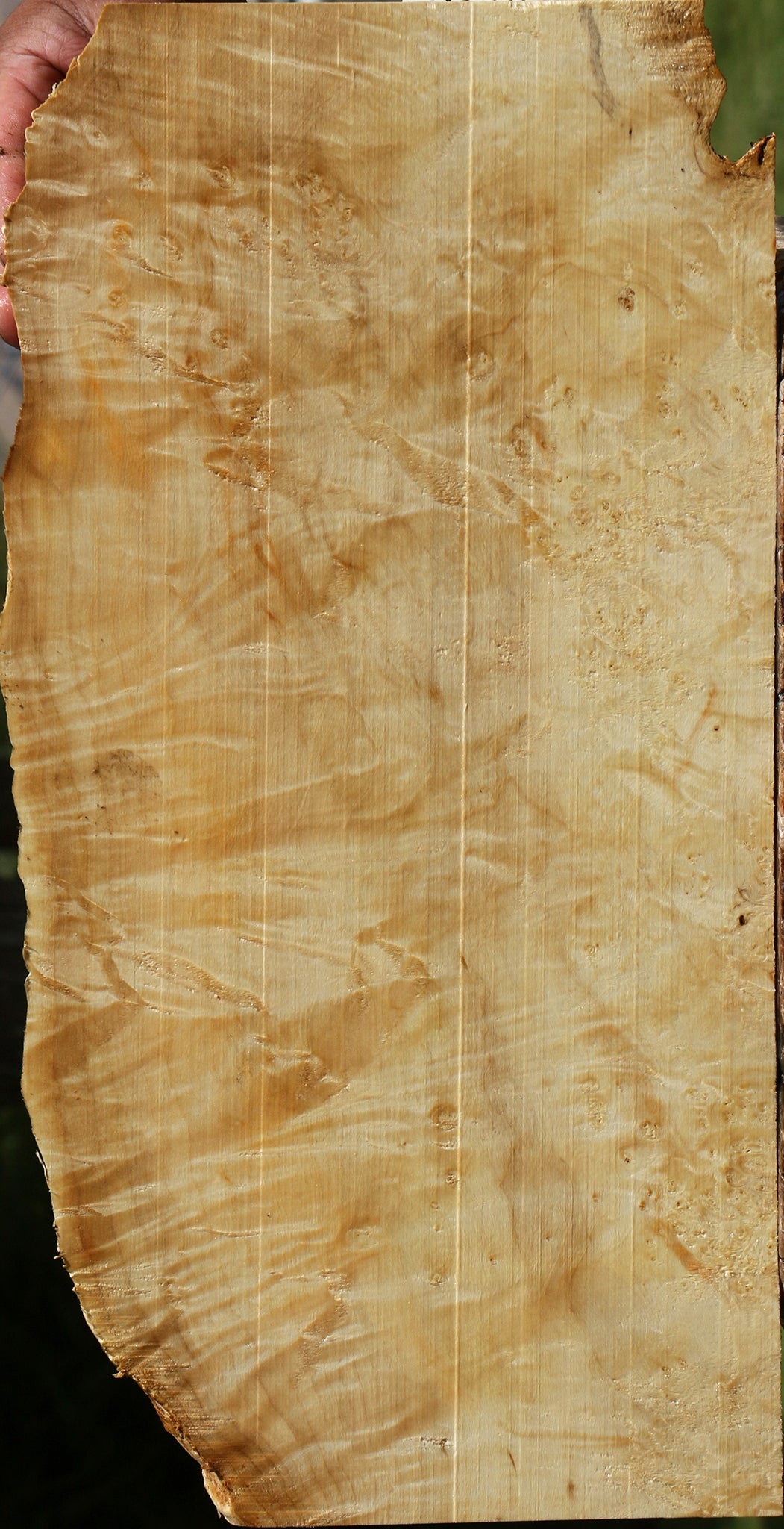 Box Elder Burl Live Edge Lumber