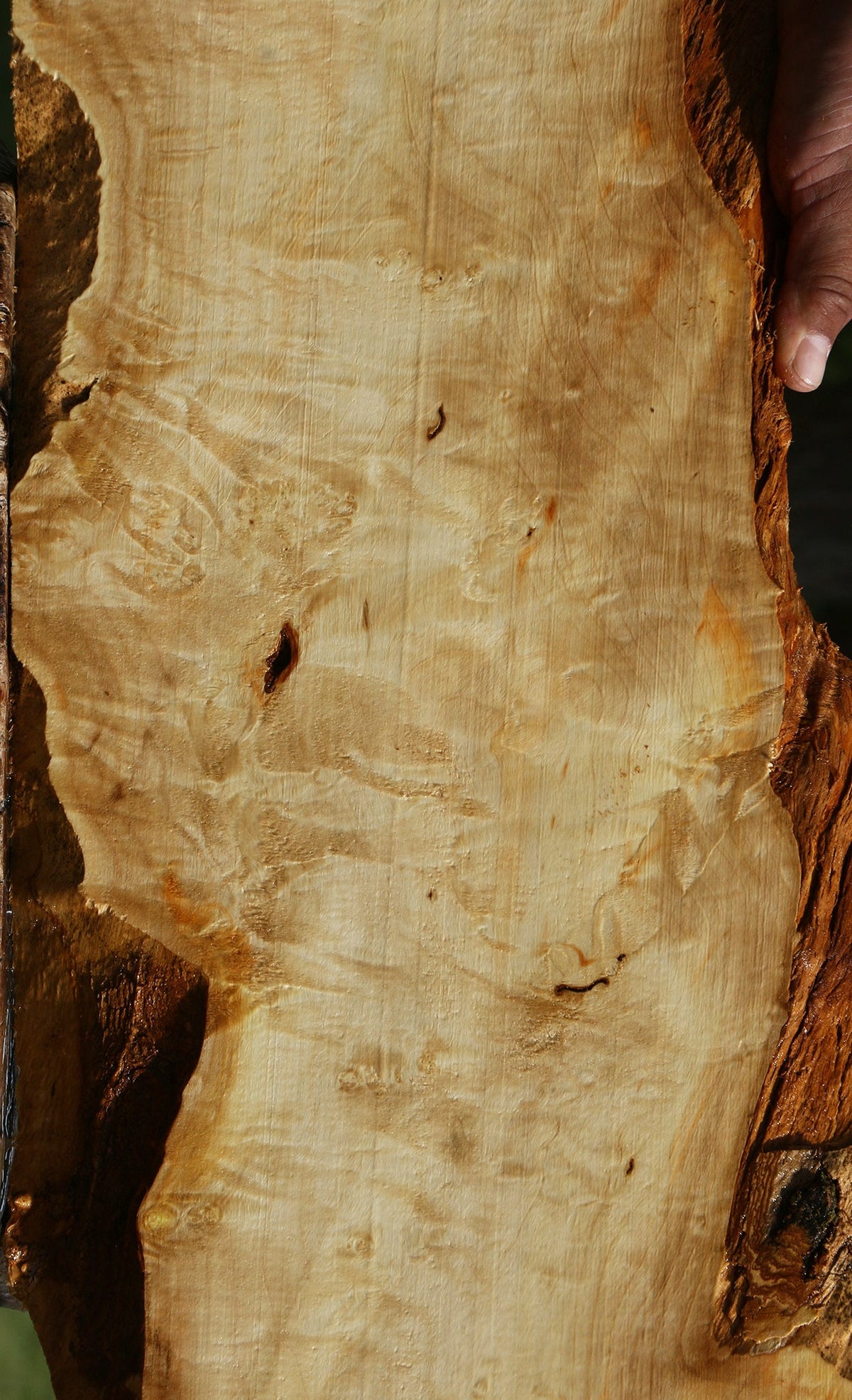 Extra Fancy Box Elder Live Edge Lumber