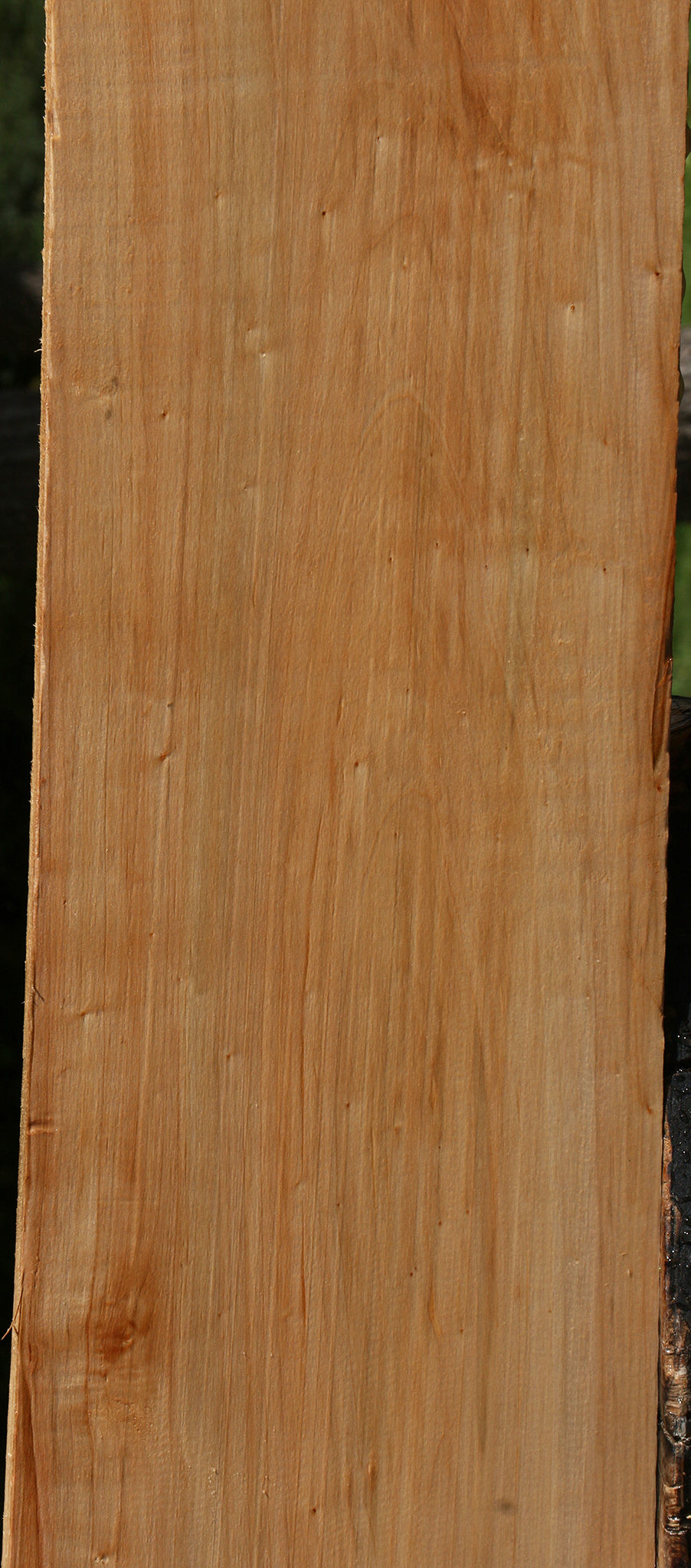 Ambrosia Maple Lumber