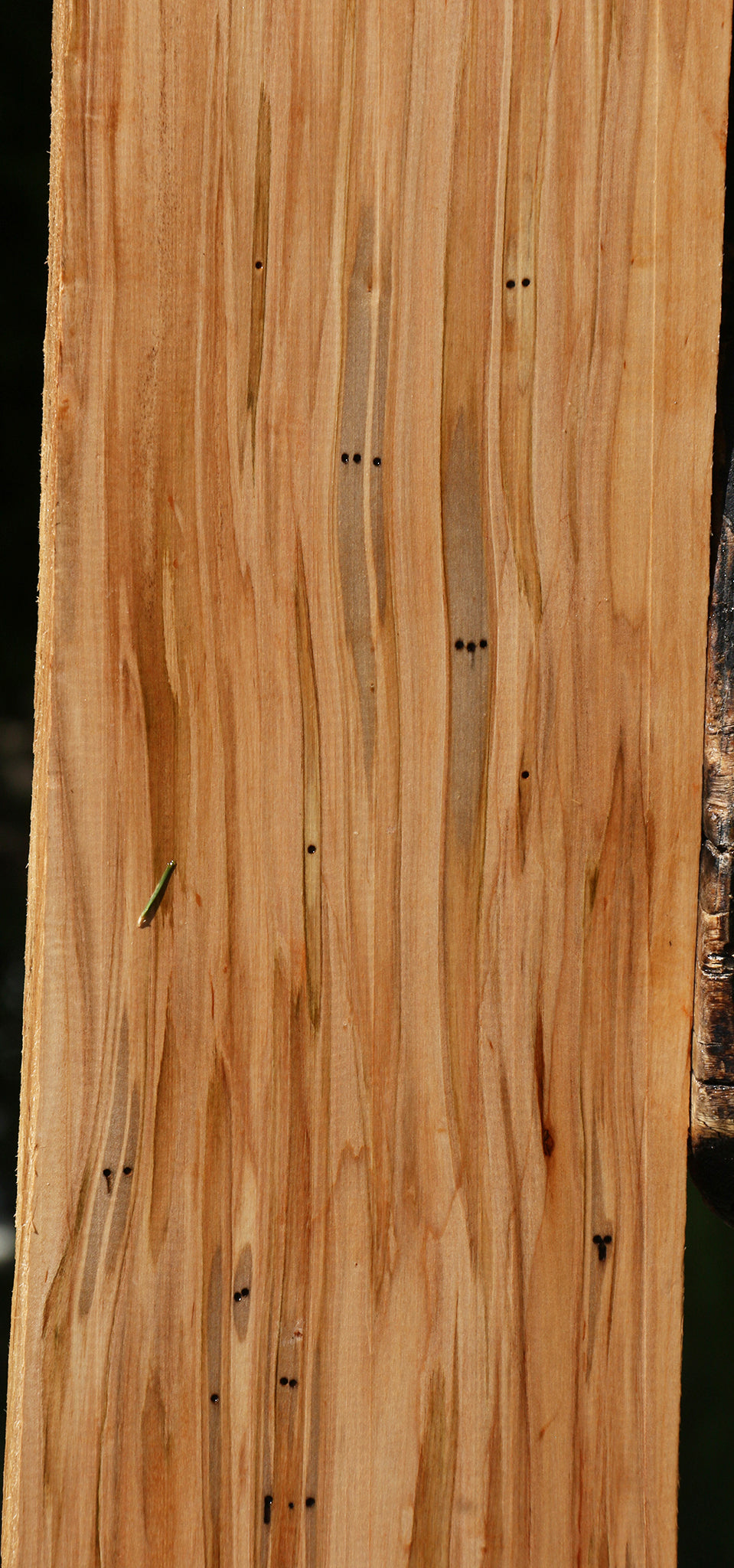 Figured Ambrosia Maple Lumber
