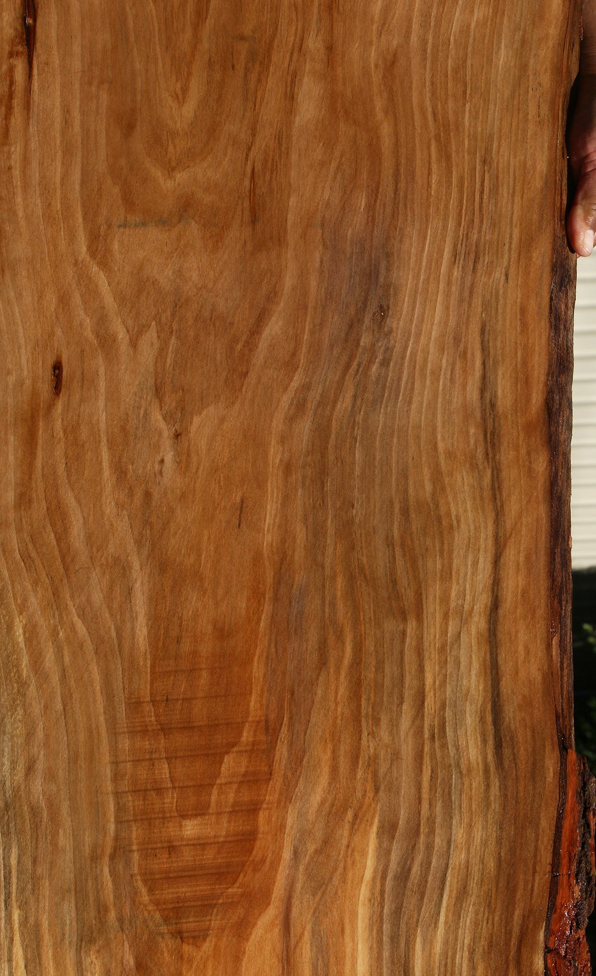 Sweet Gum Live Edge Mini Slab