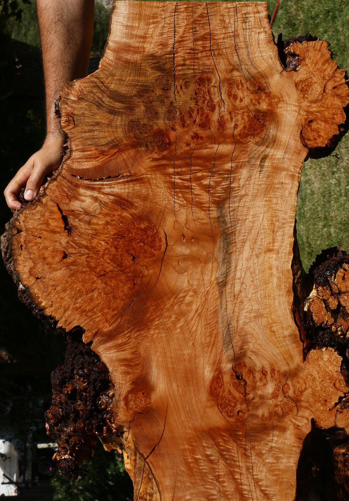 Maple Burl Live Edge Slab (Freight Shipping Required)