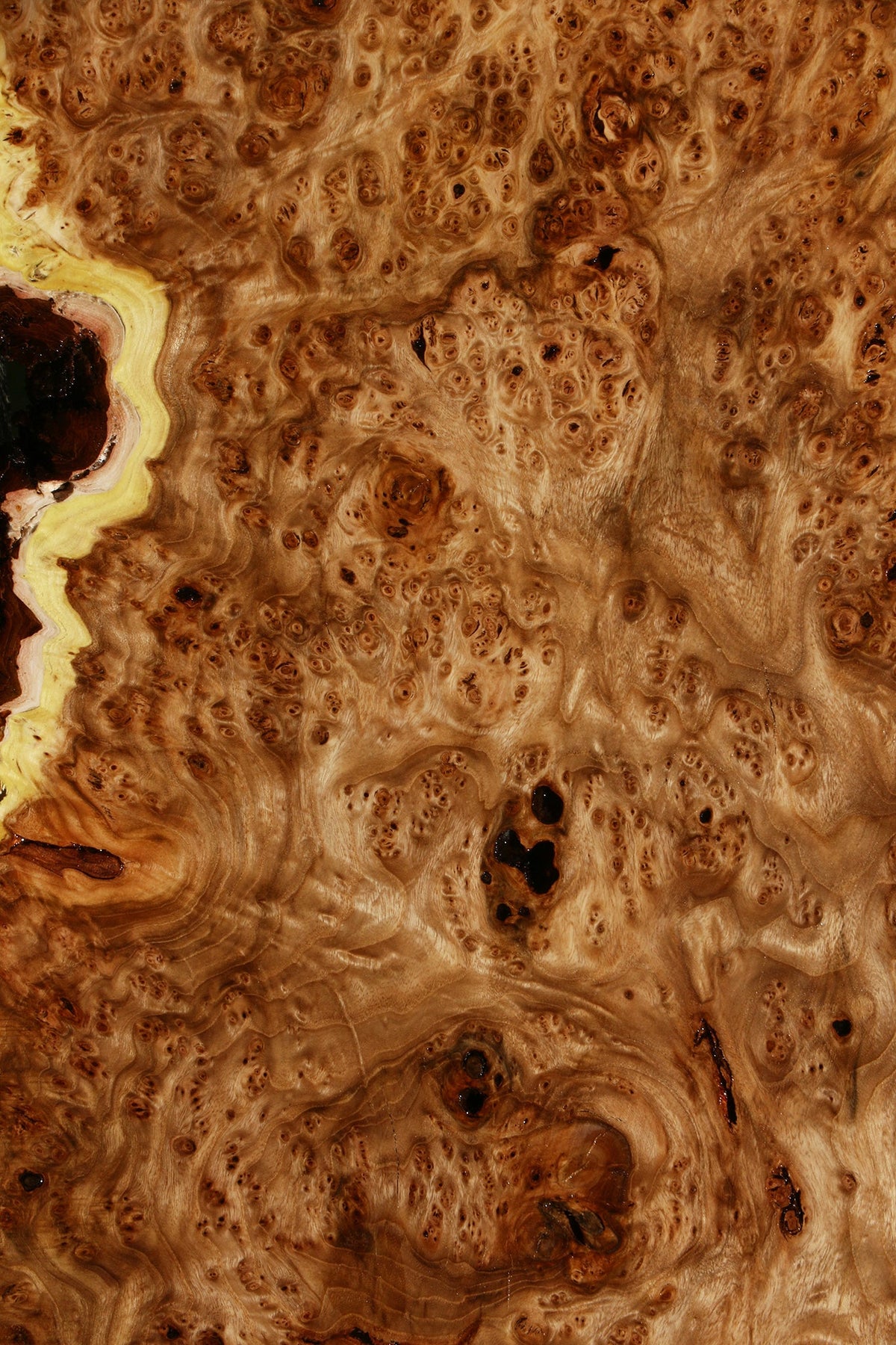 Elm Burl Live Edge Mini Slab