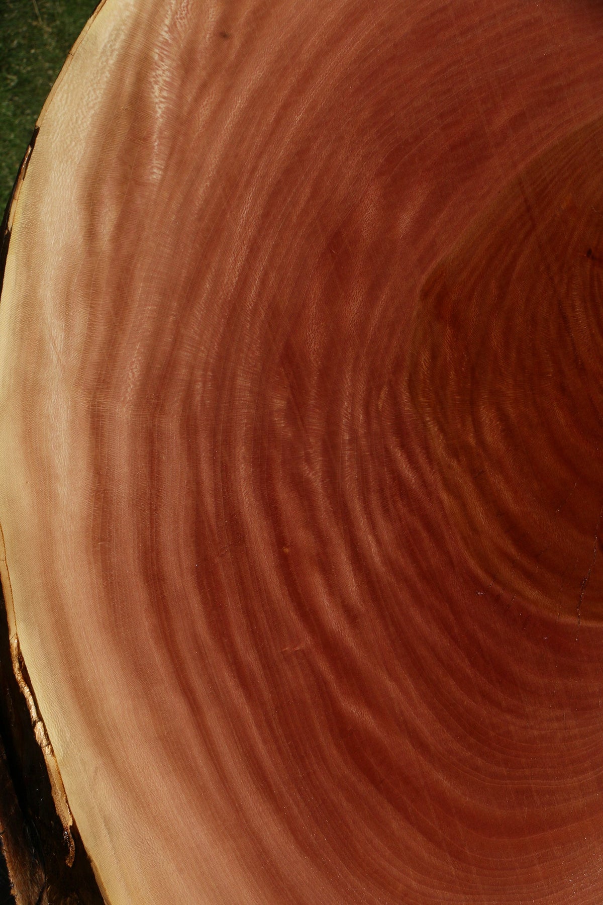 Sycamore Cookie