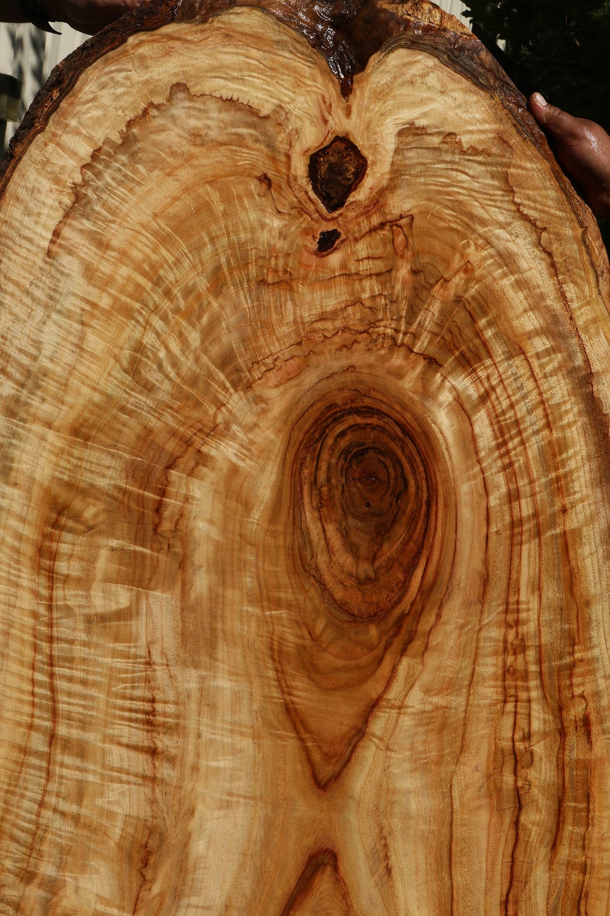 Extra Fancy Crotchwood Camphor Live Edge Slab