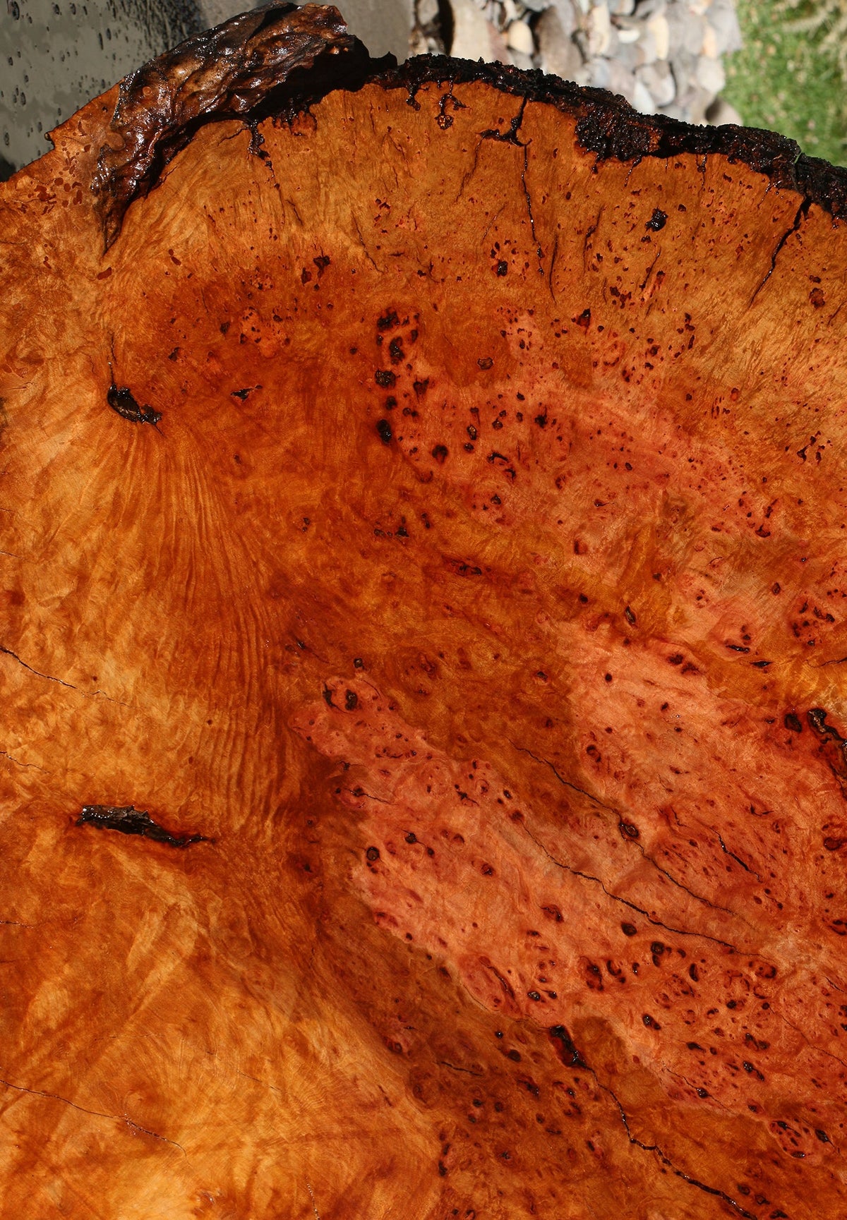 Rustic Madrone Burl Cookie (Freight Shipping Required)