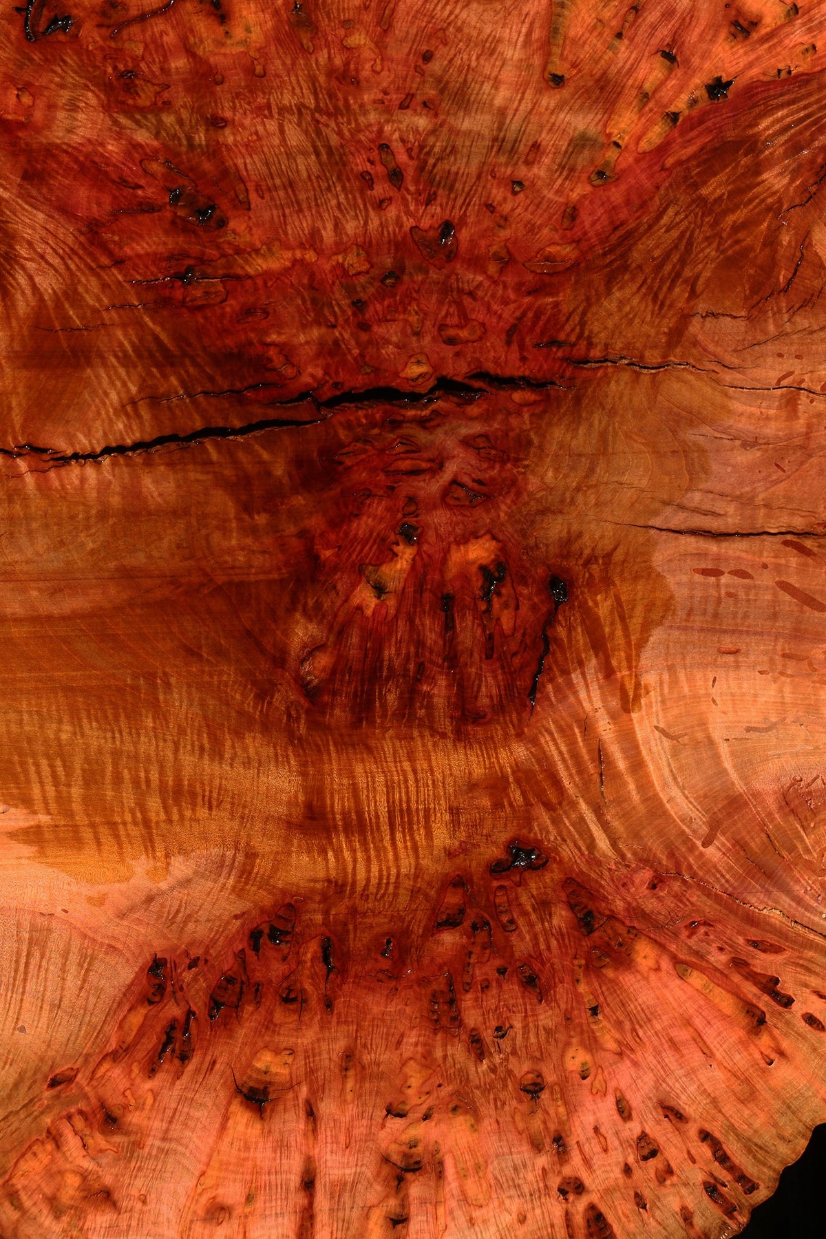 Rustic Madrone Burl Live Edge Slice (Freight Shipping Required)