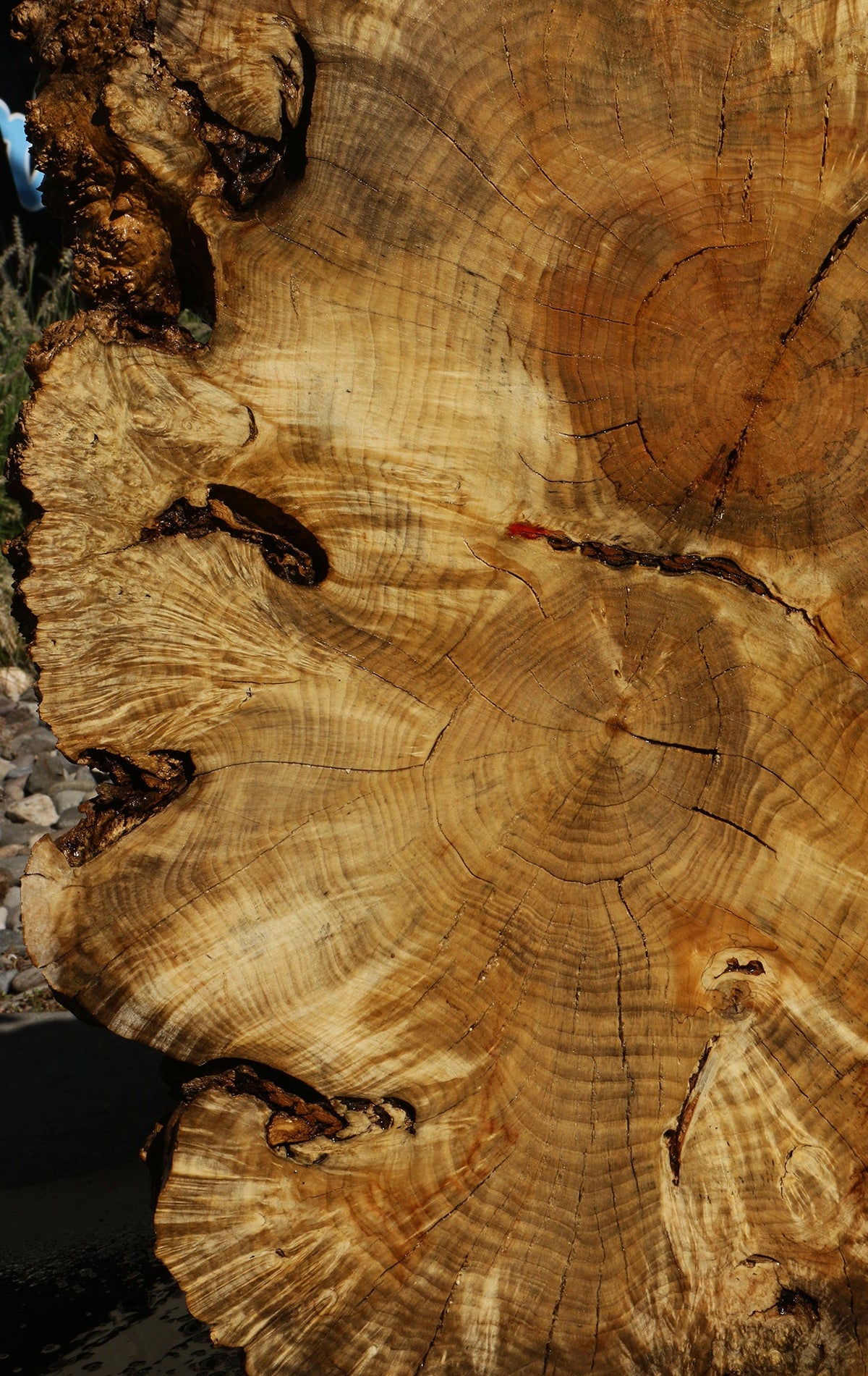 Rustic Box Elder Burl Cookie