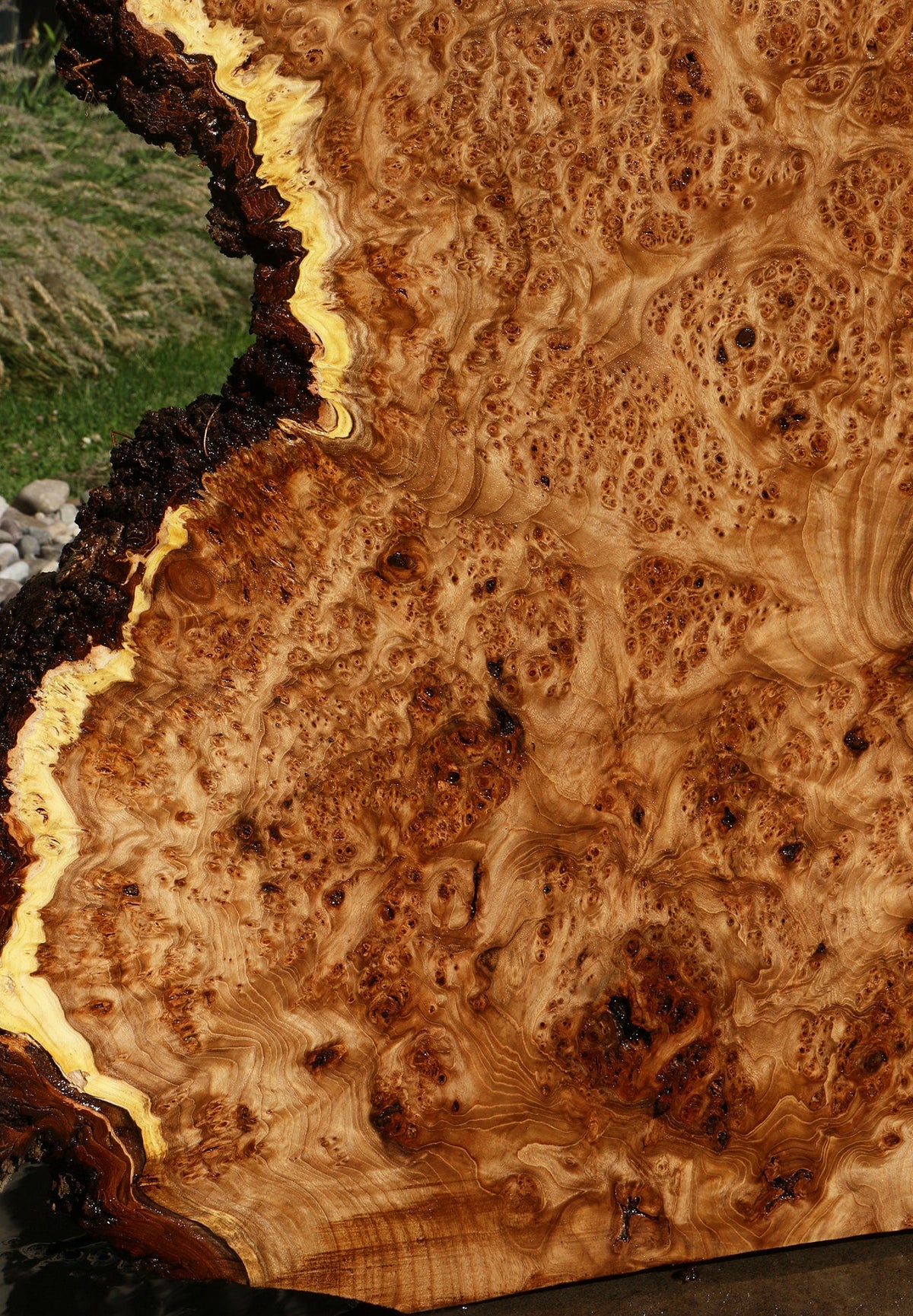 Elm Burl Live Edge Slab (Free Shipping Excluded)