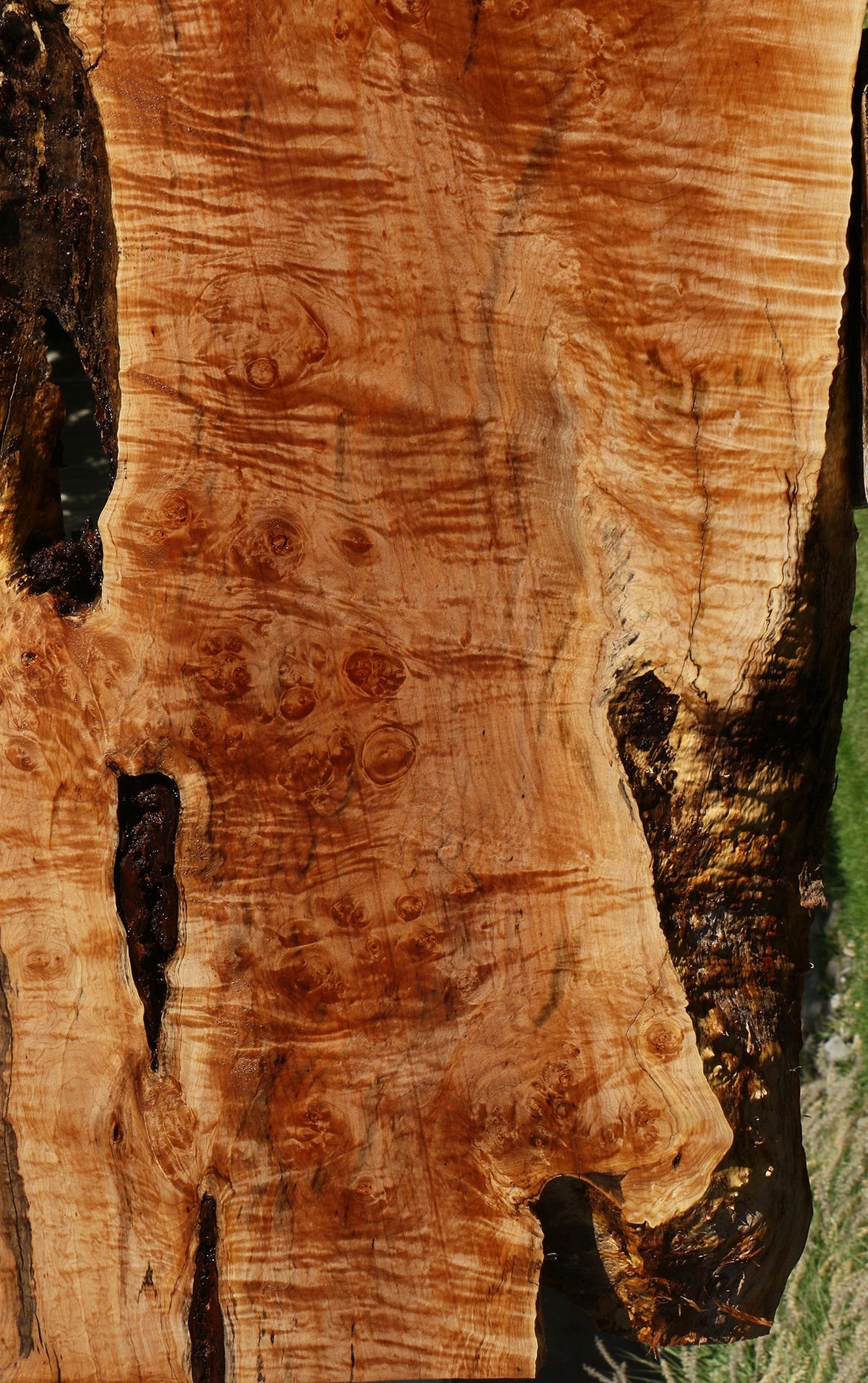 Maple Burl Live Edge Slab