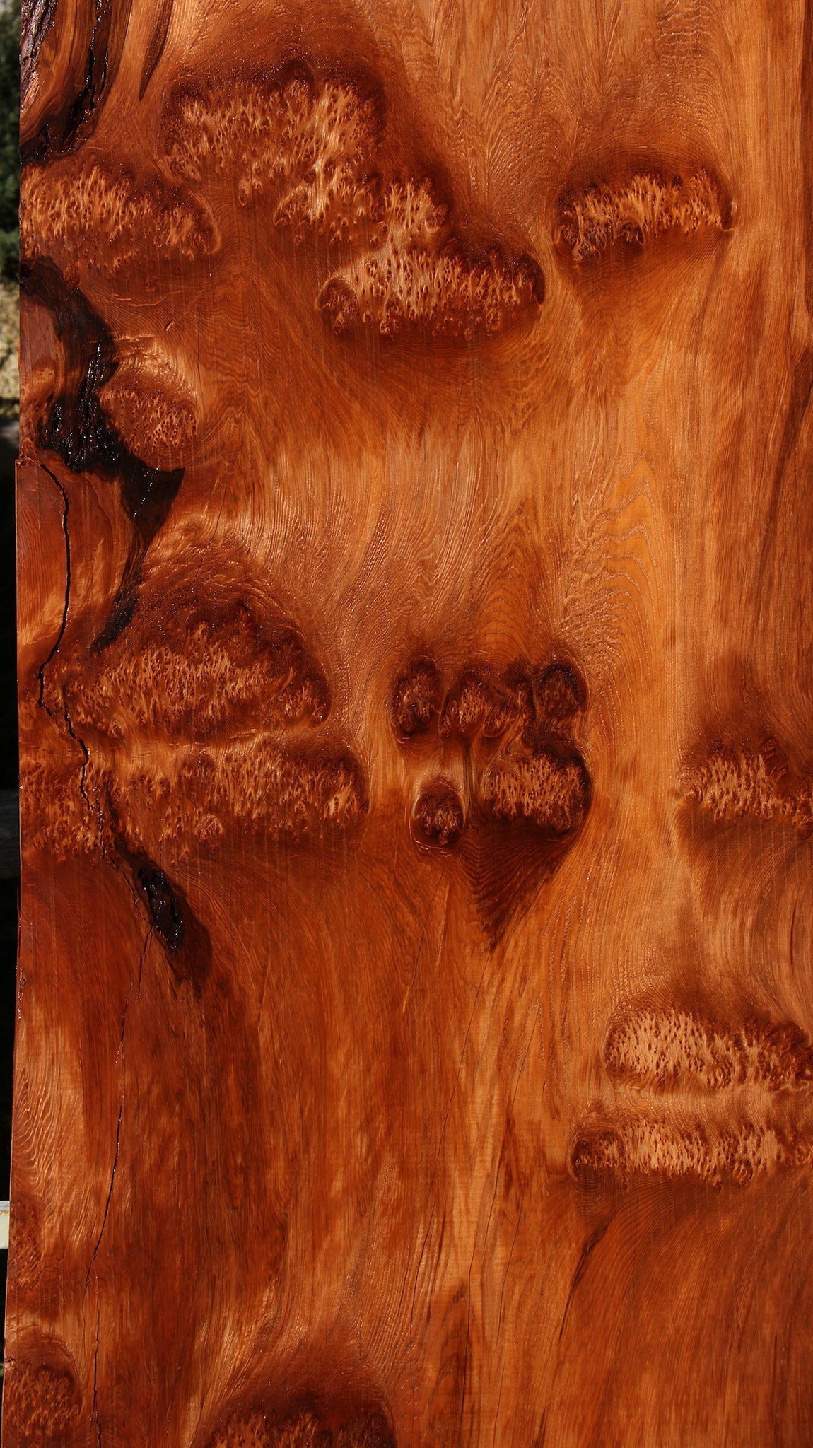 158" Long Rustic Redwood Burl Live Edge Slab
