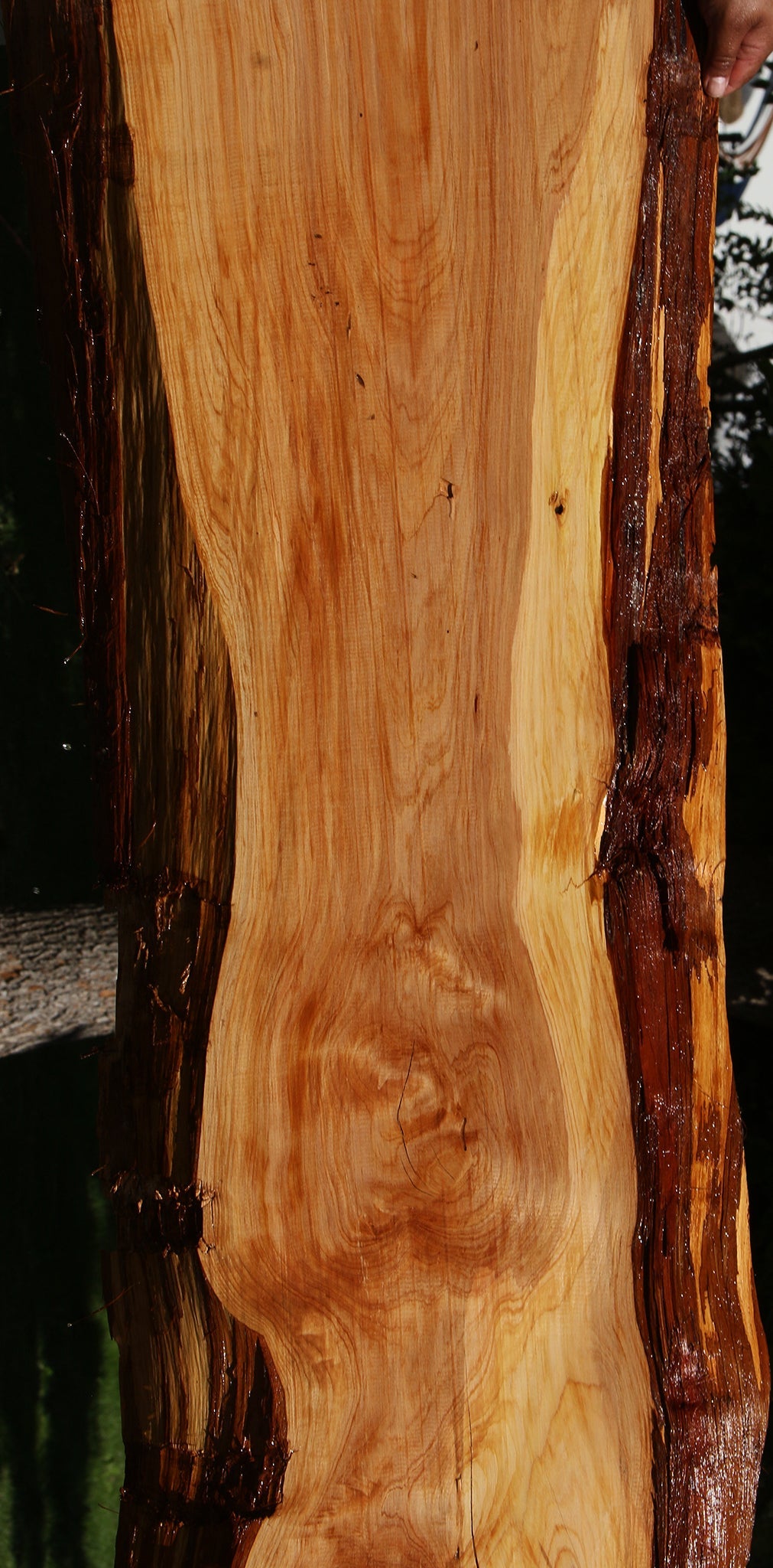 Cedar of Lebanon Live Edge Slab