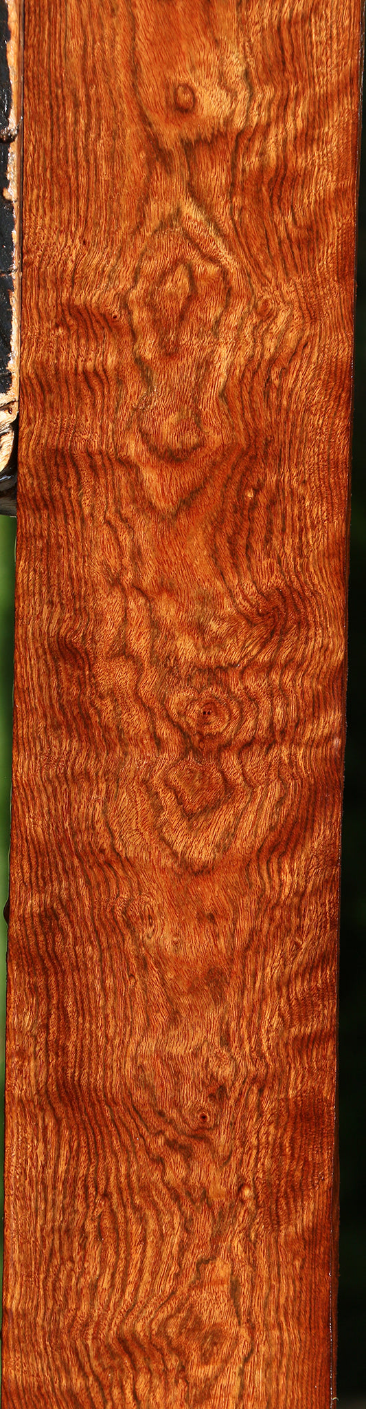 Extra Fancy Chechen Lumber