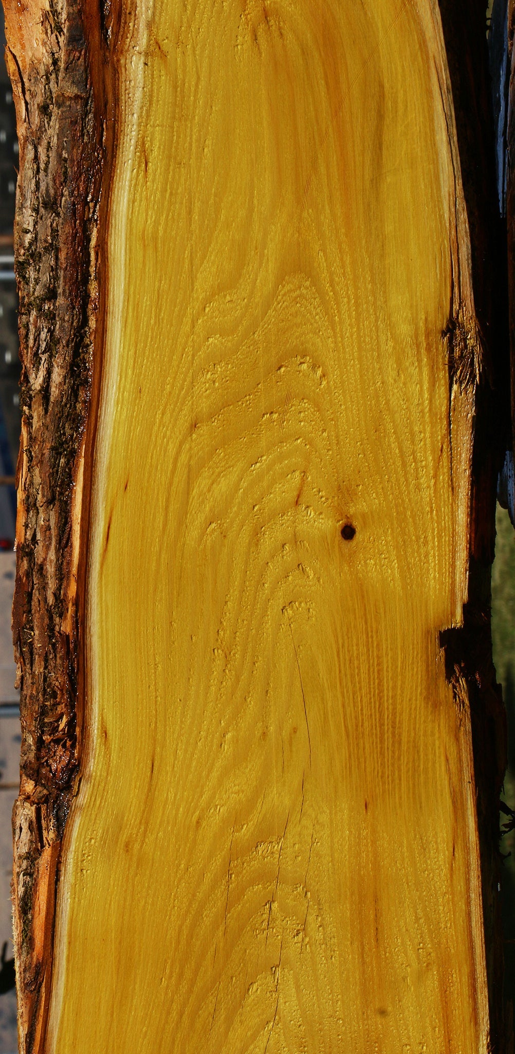 Osage Orange Live Edge Lumber