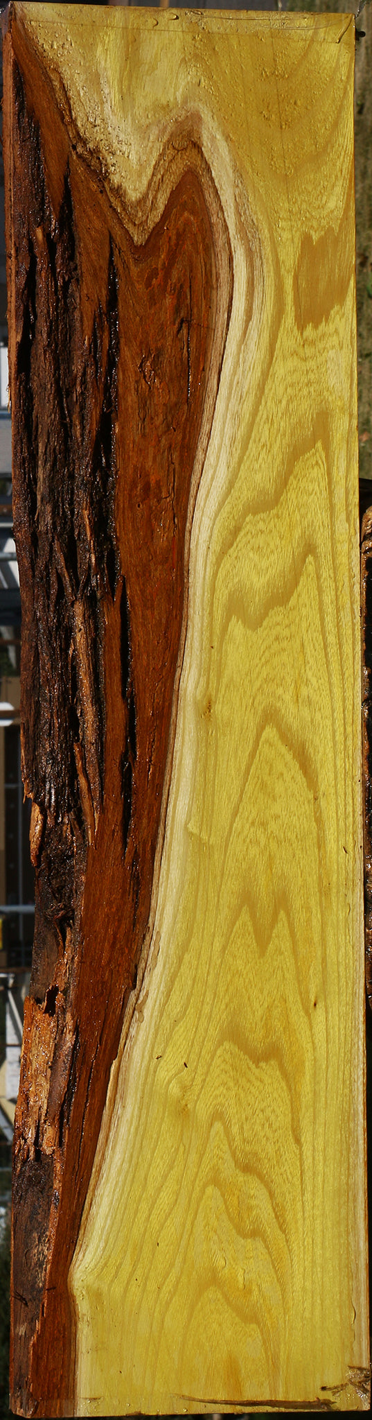 Osage Orange Live Edge Lumber