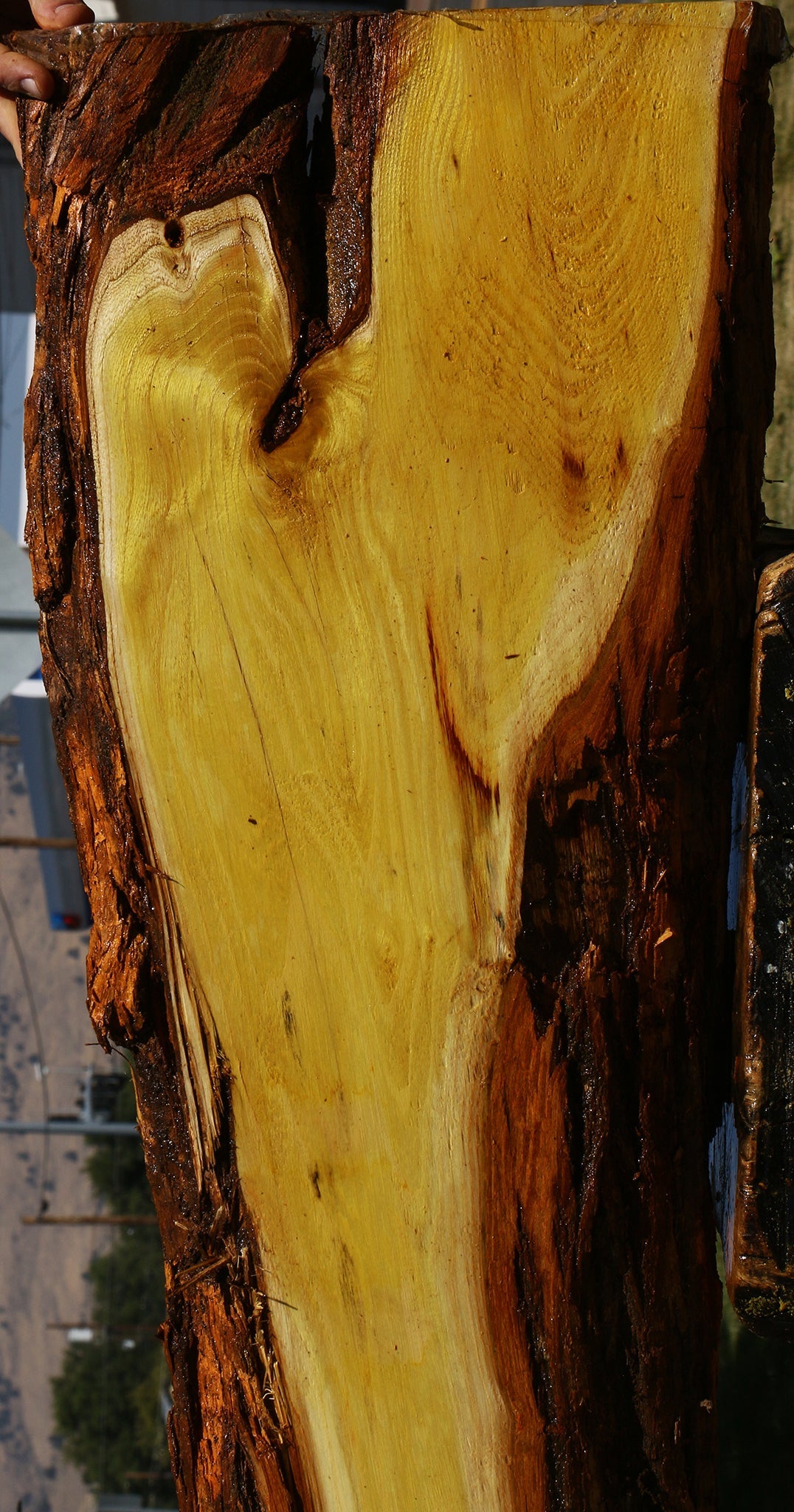Osage Orange Live Edge Lumber