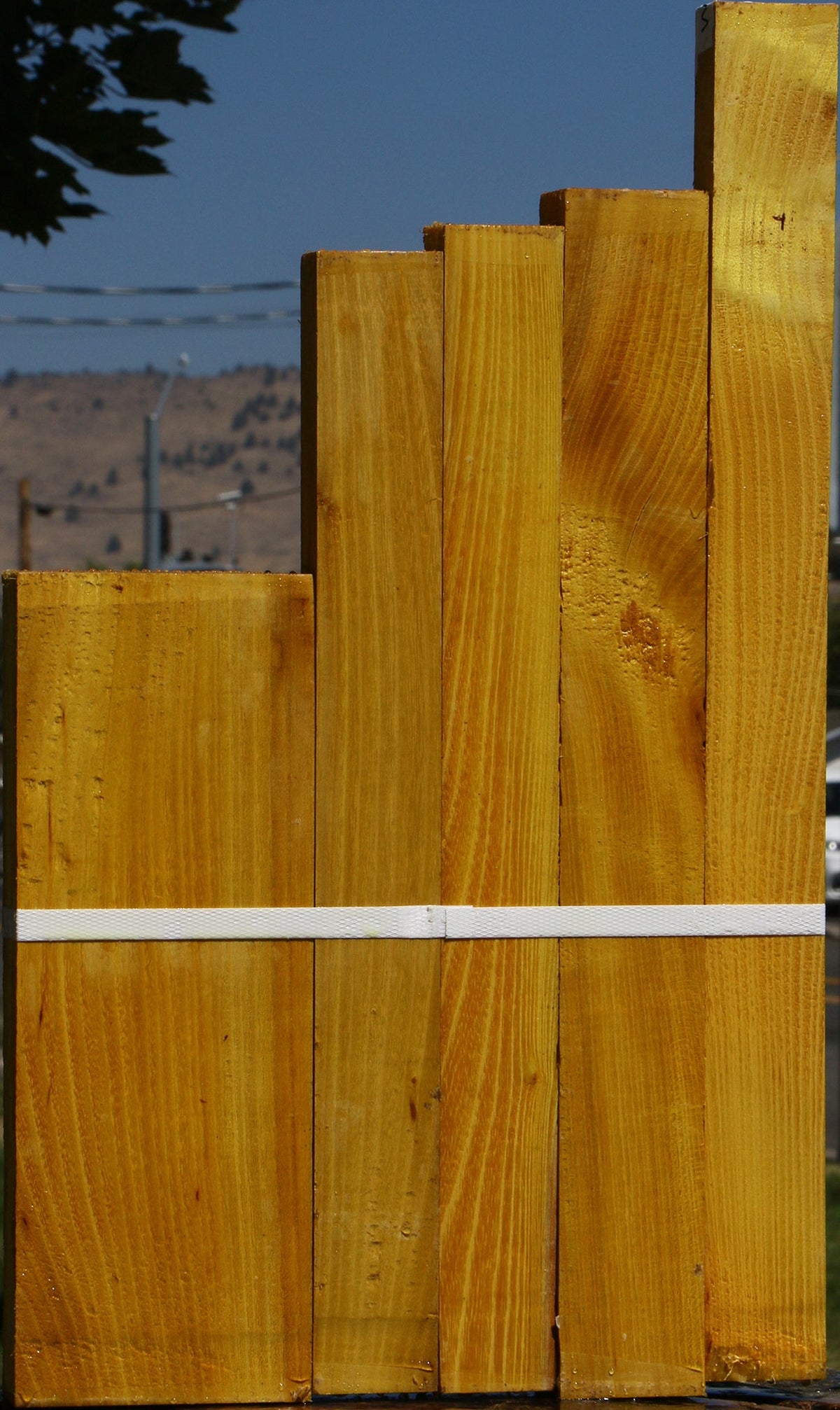 Osage Orange Lumber 5 Pack