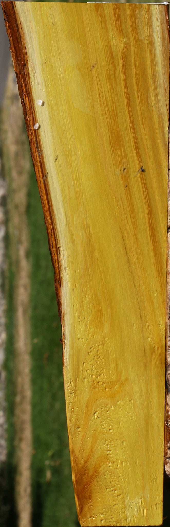 Osage Orange Micro Lumber