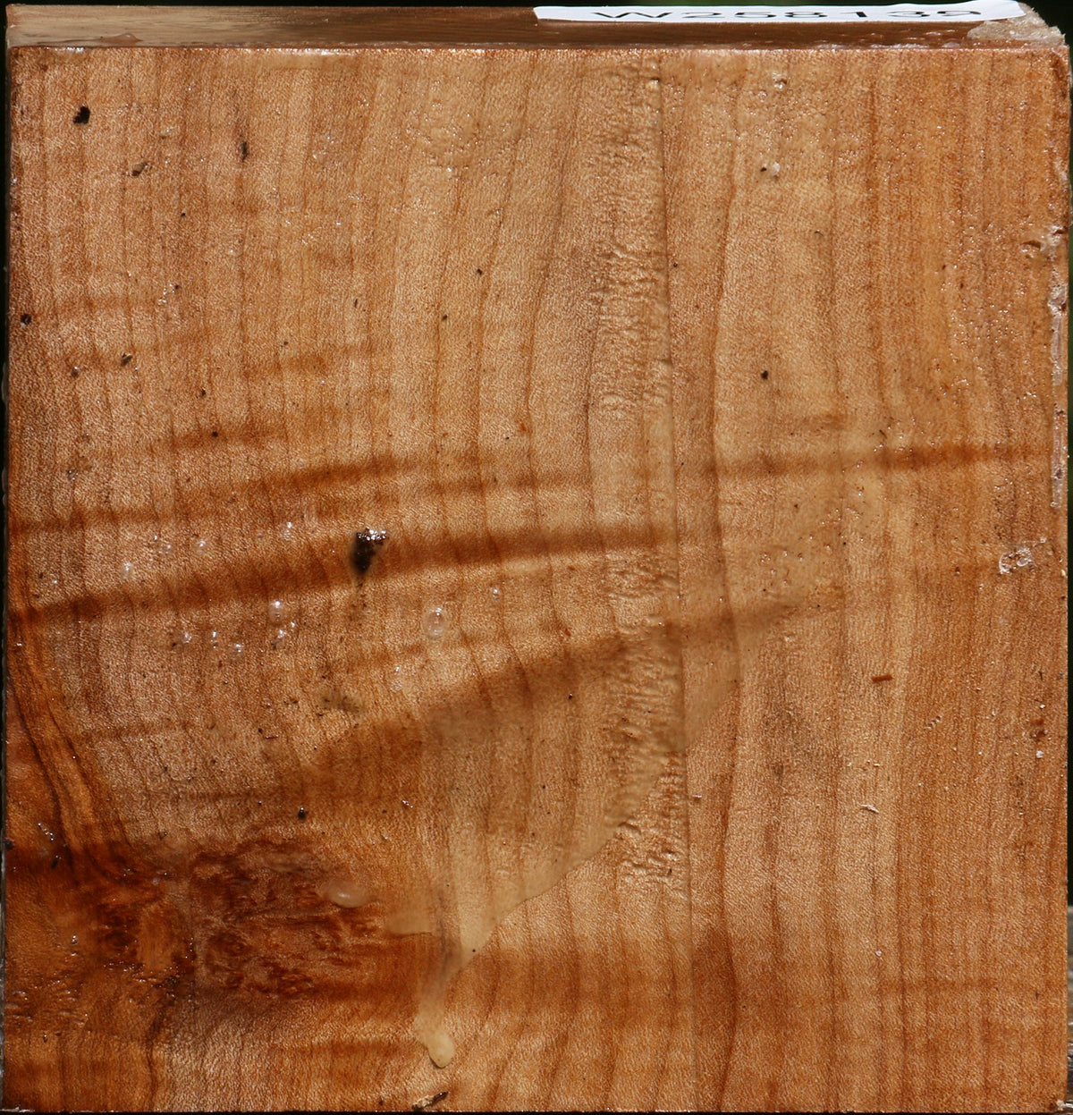 Figured Maple Bowl Blank
