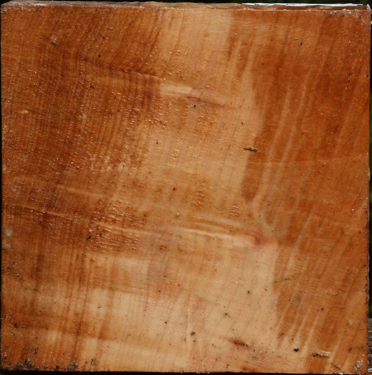 Figured Maple Bowl Blank