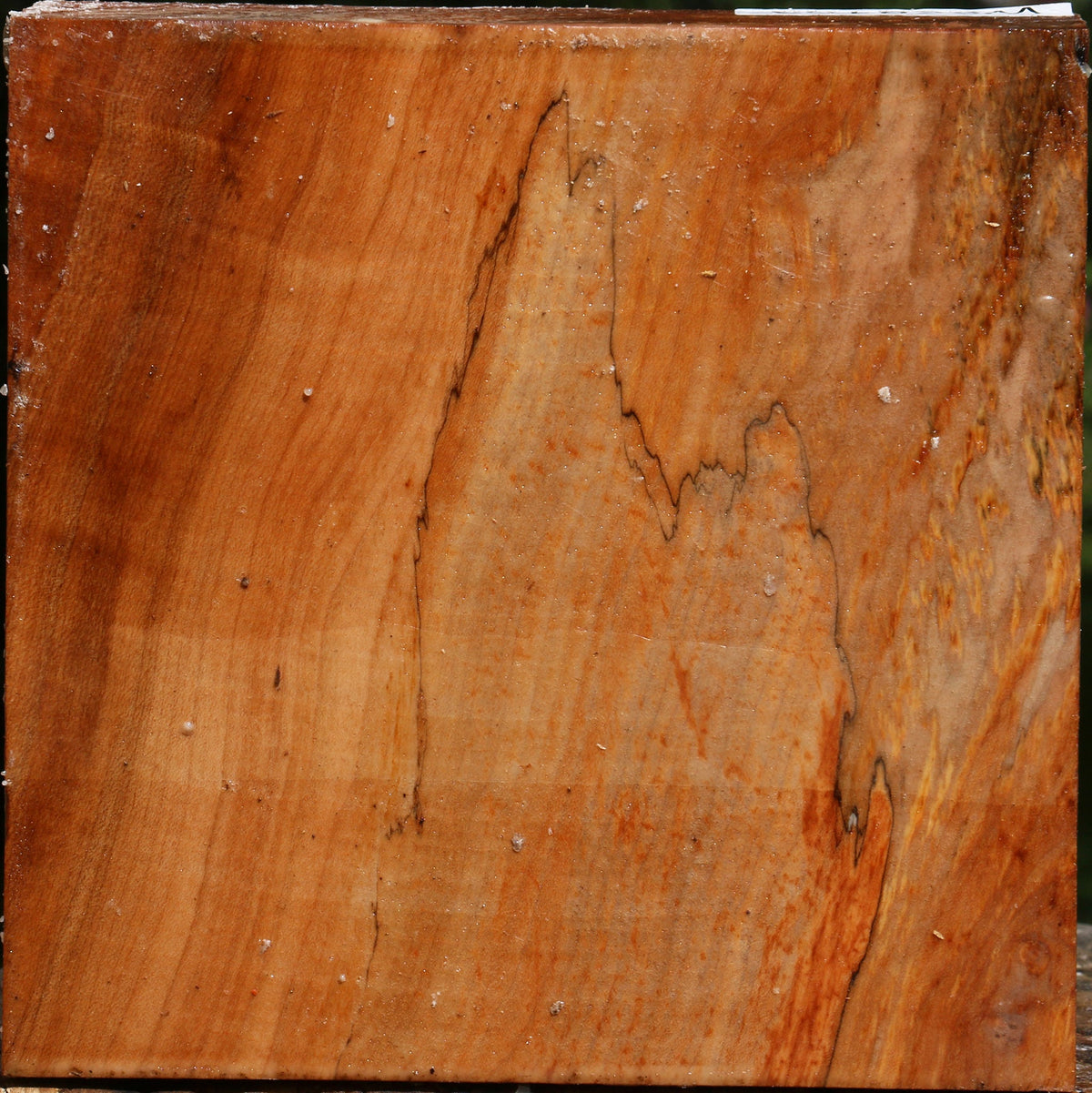 Spalted Maple Bowl Blank